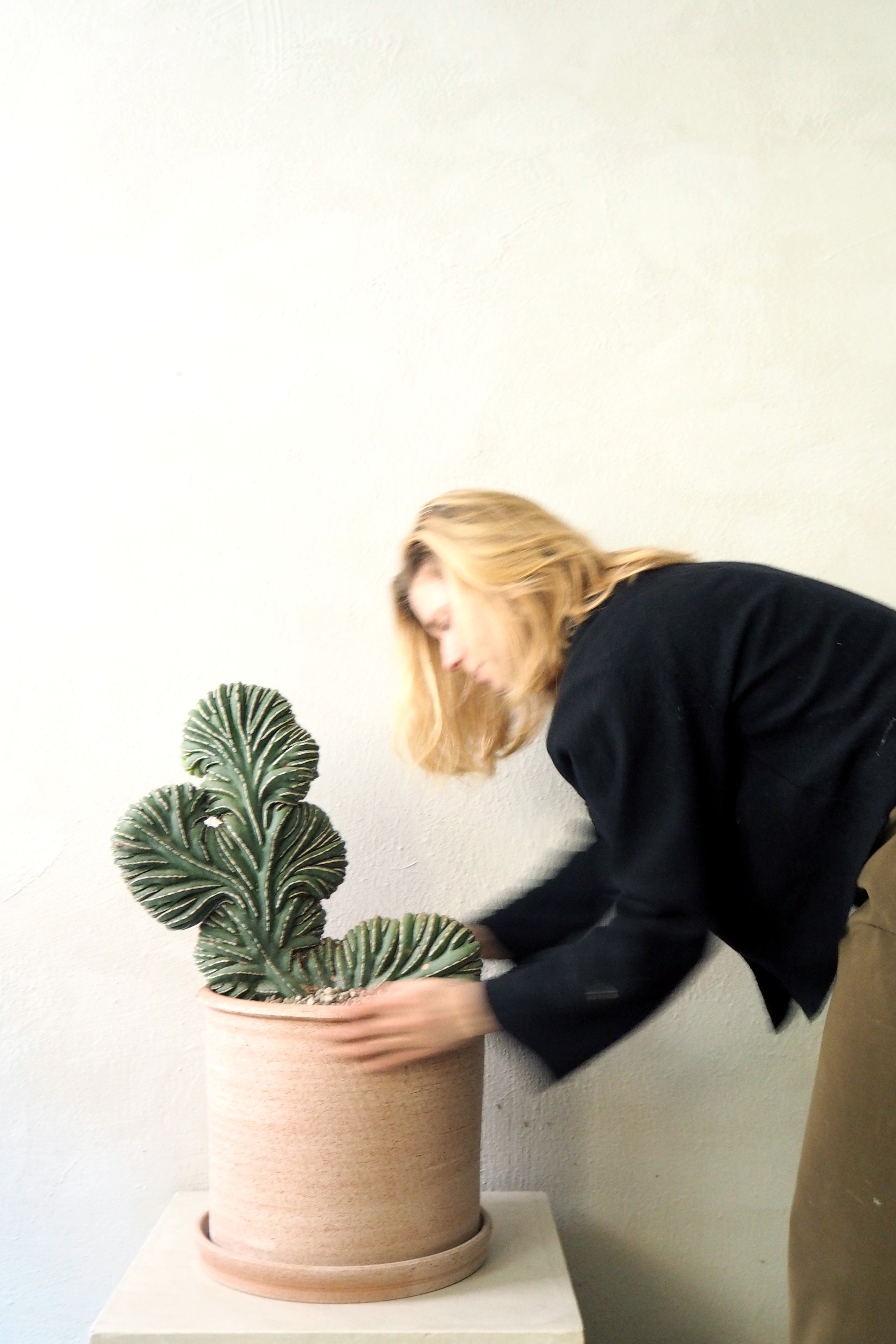 Marginatocereus Marginatus f. Crestata, Unika XL