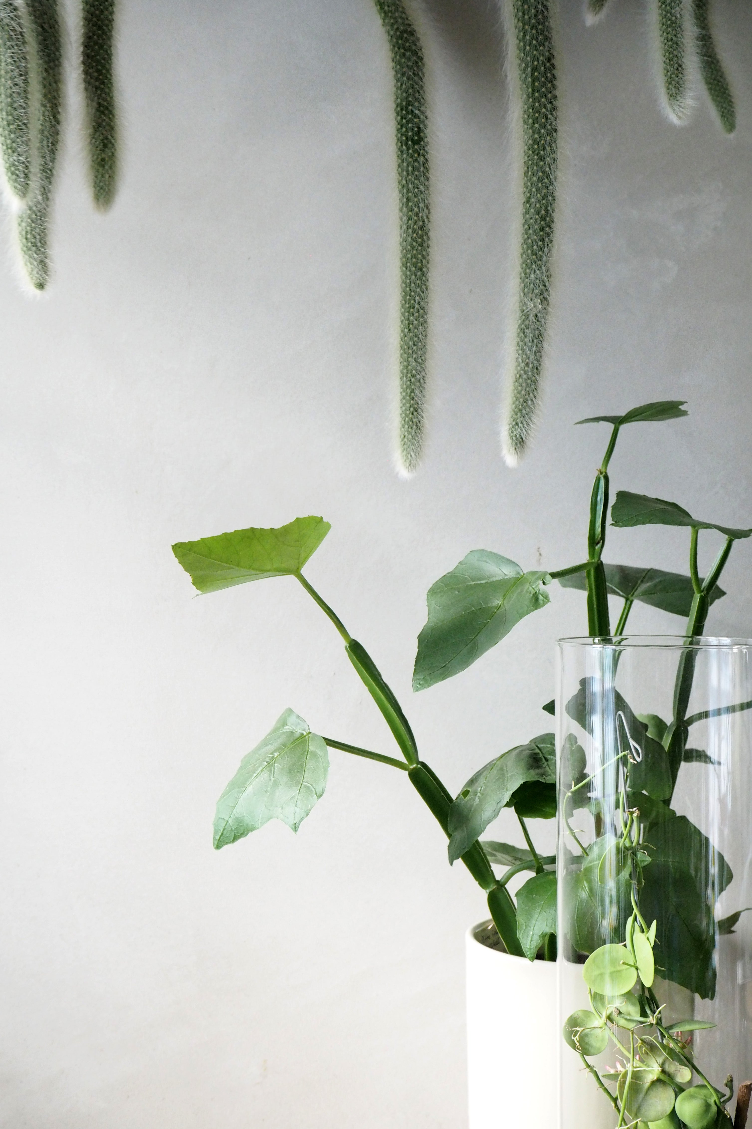 Monkey's Tail kaktus