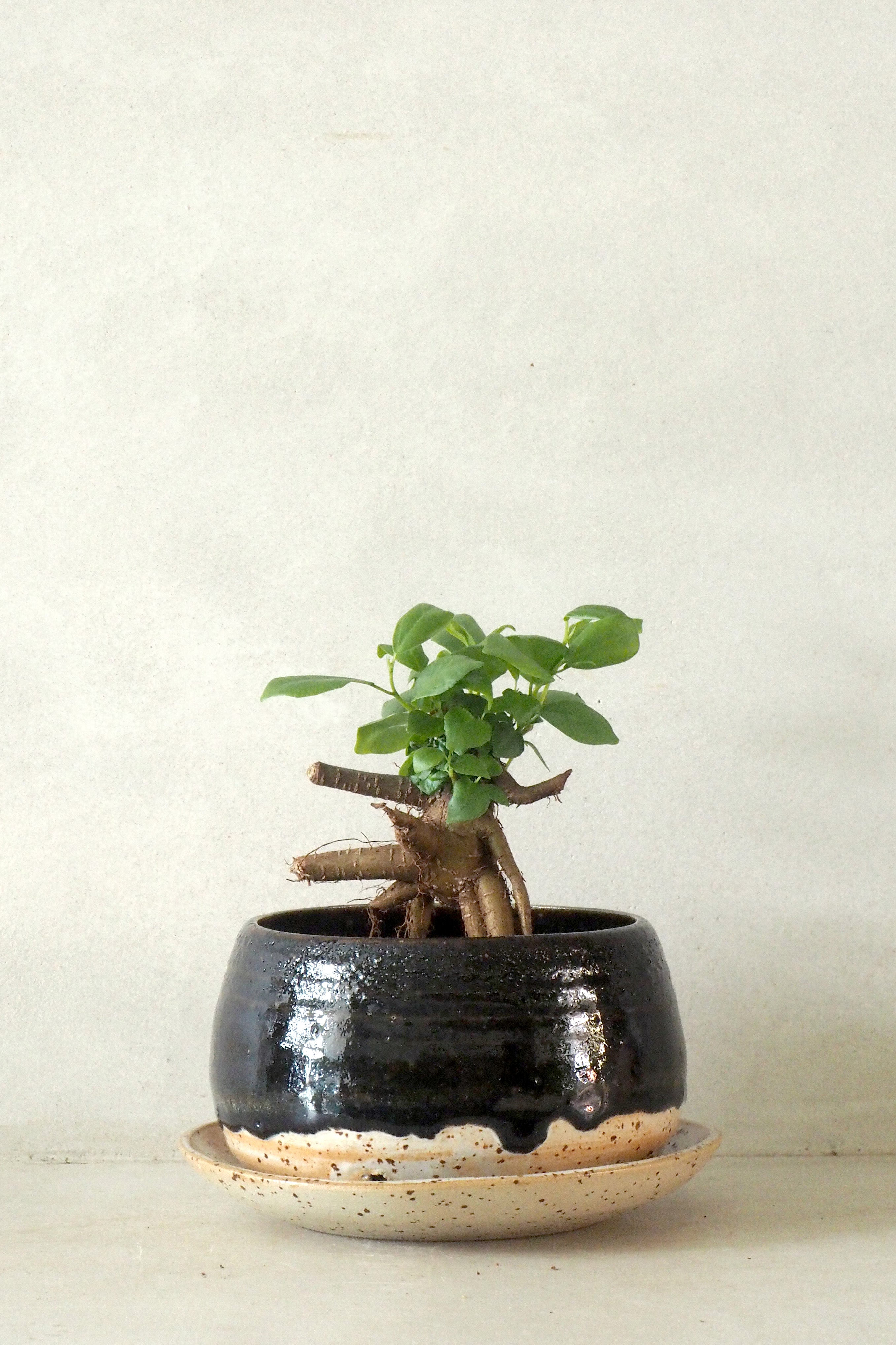 Nina Frigg medium no. 4