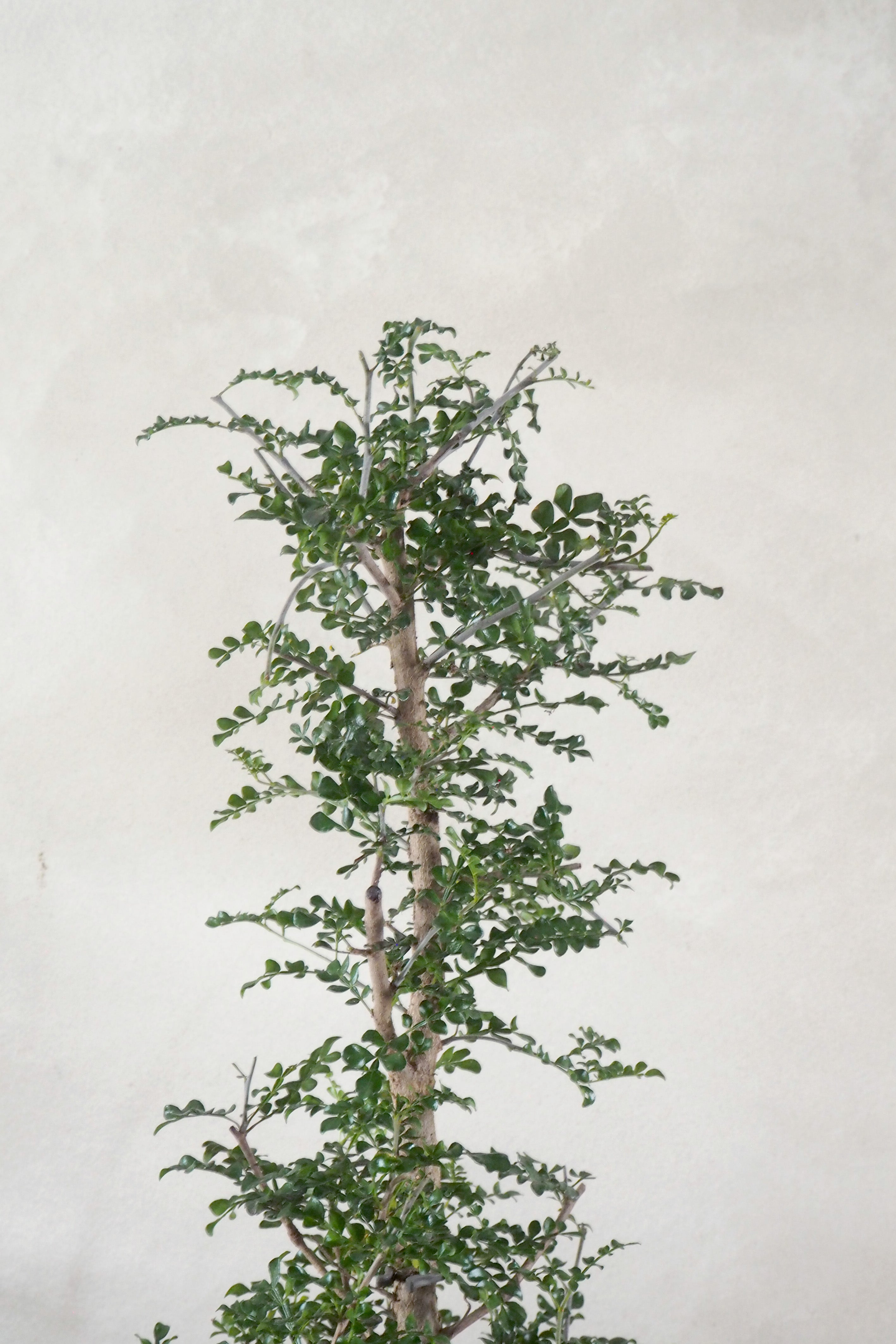 Operculicary decaryi