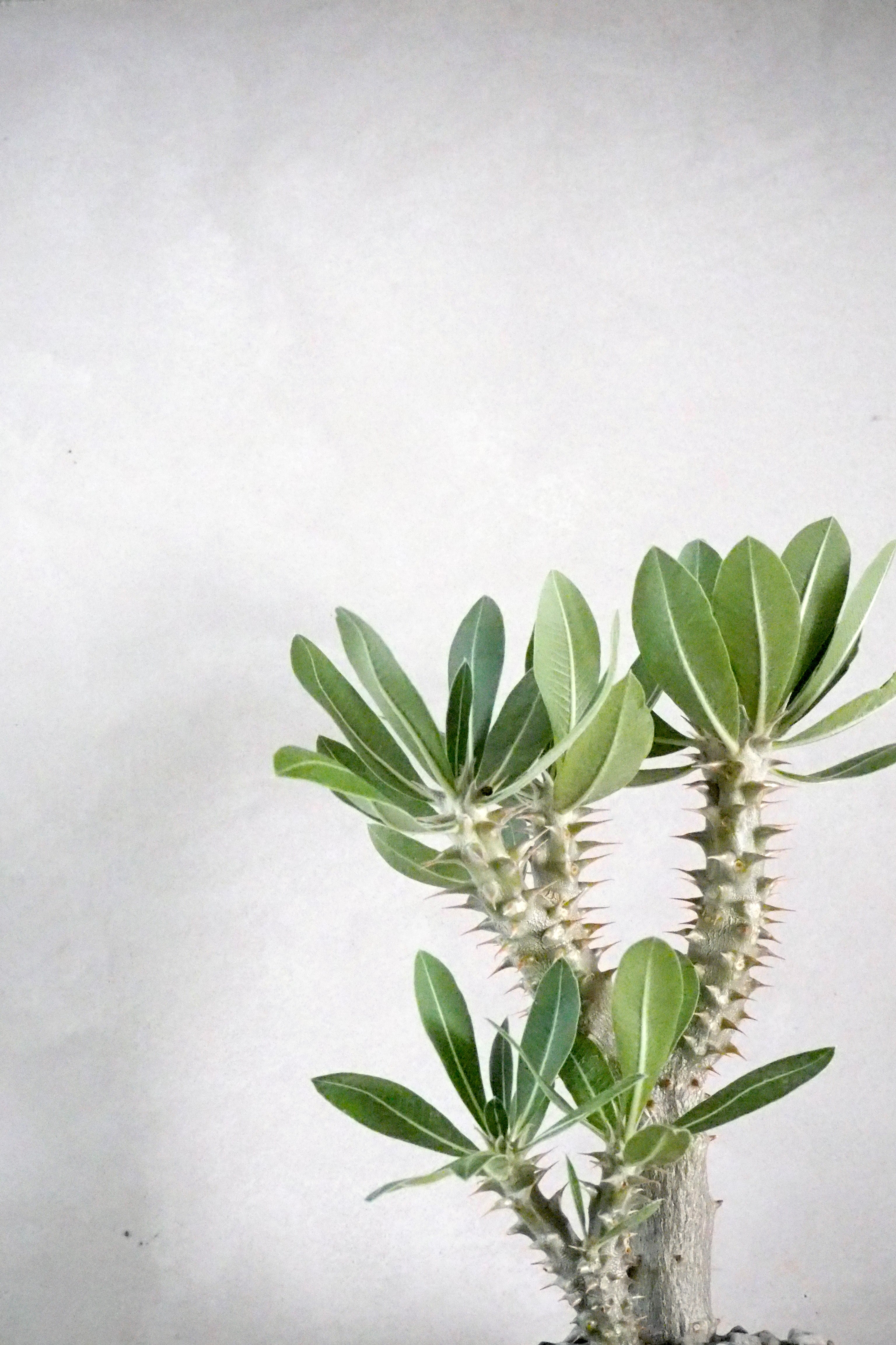 Pachypodium Horombense