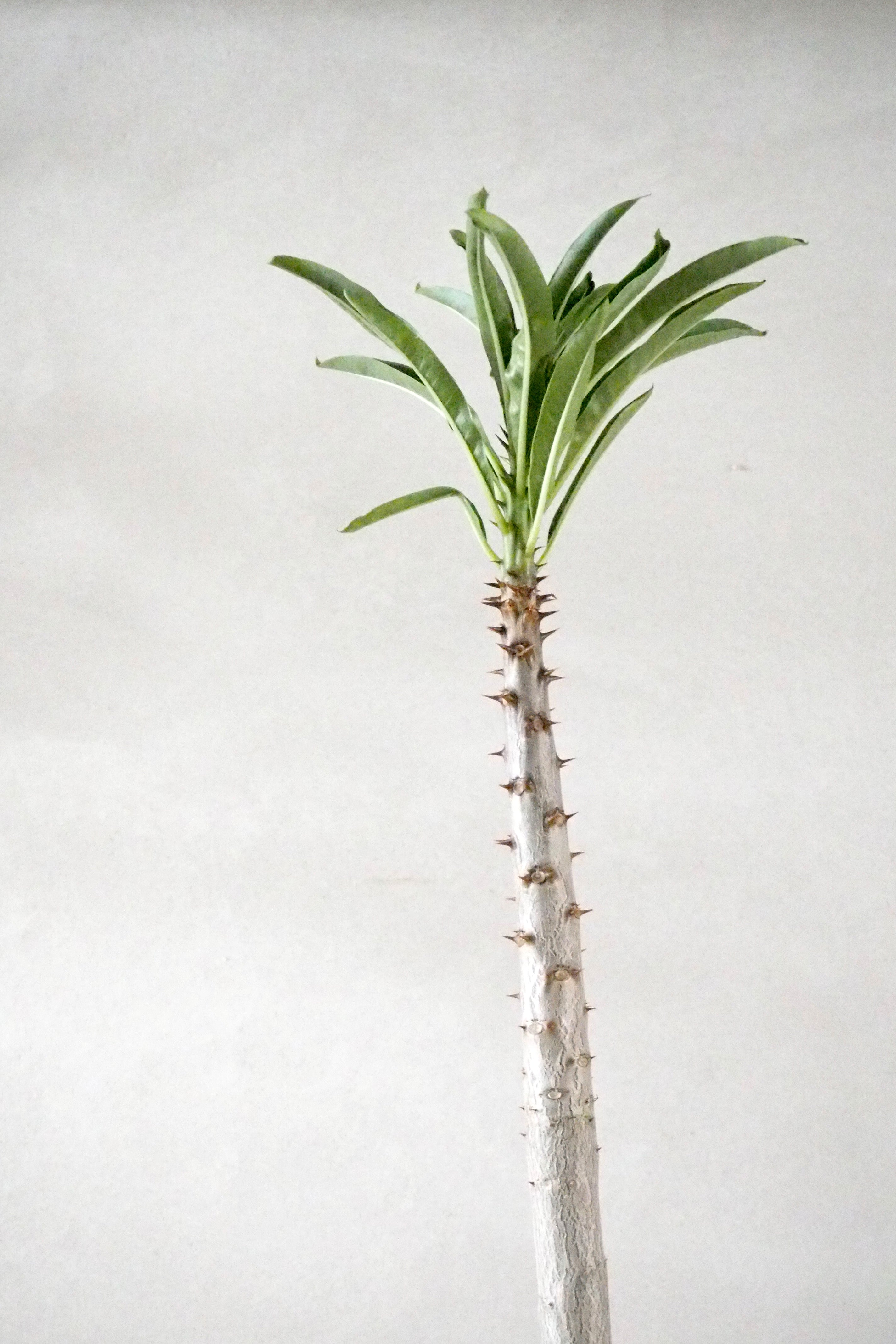 Pachypodium rutenbergianum