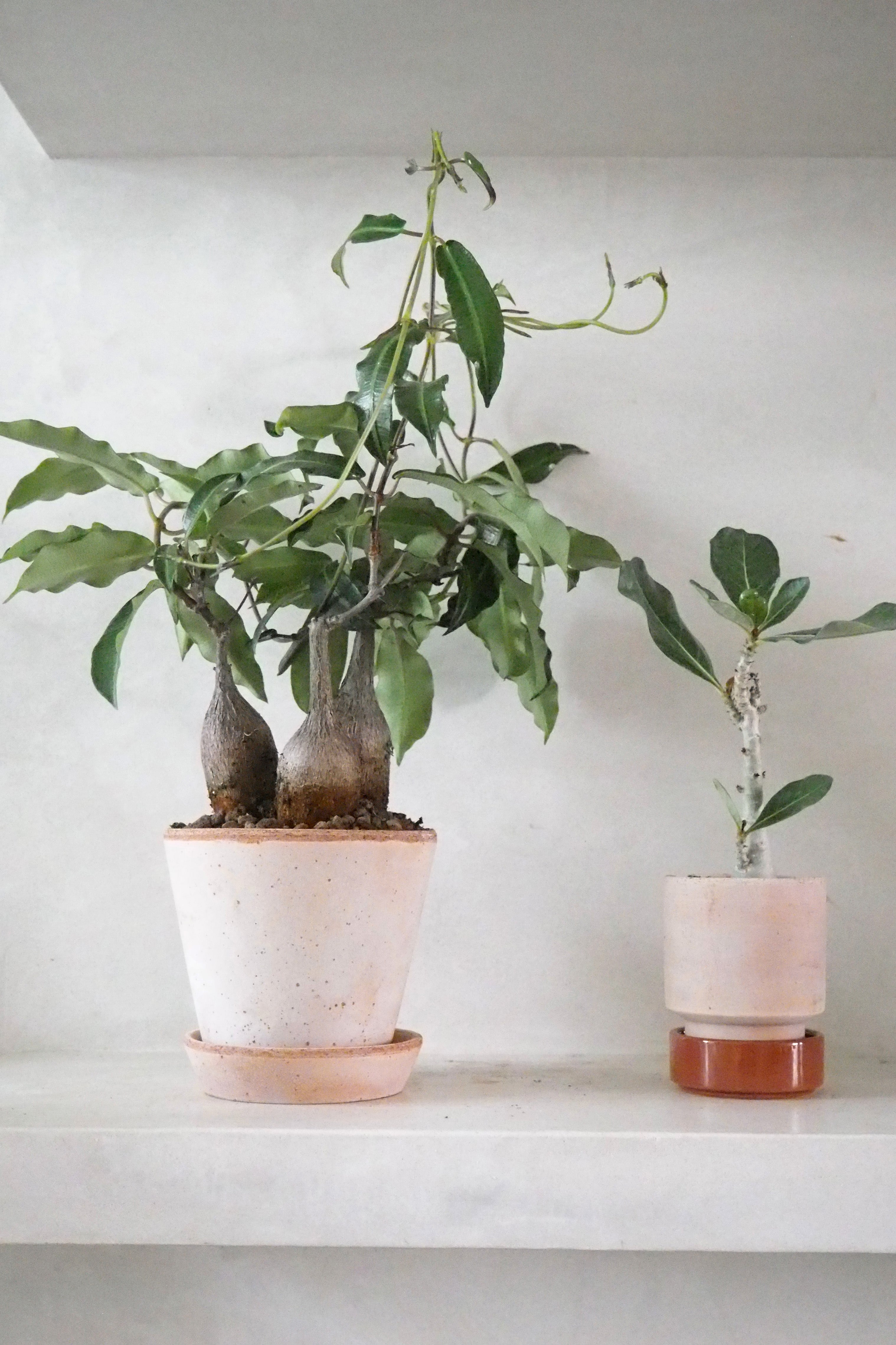 Petopentia natalensis