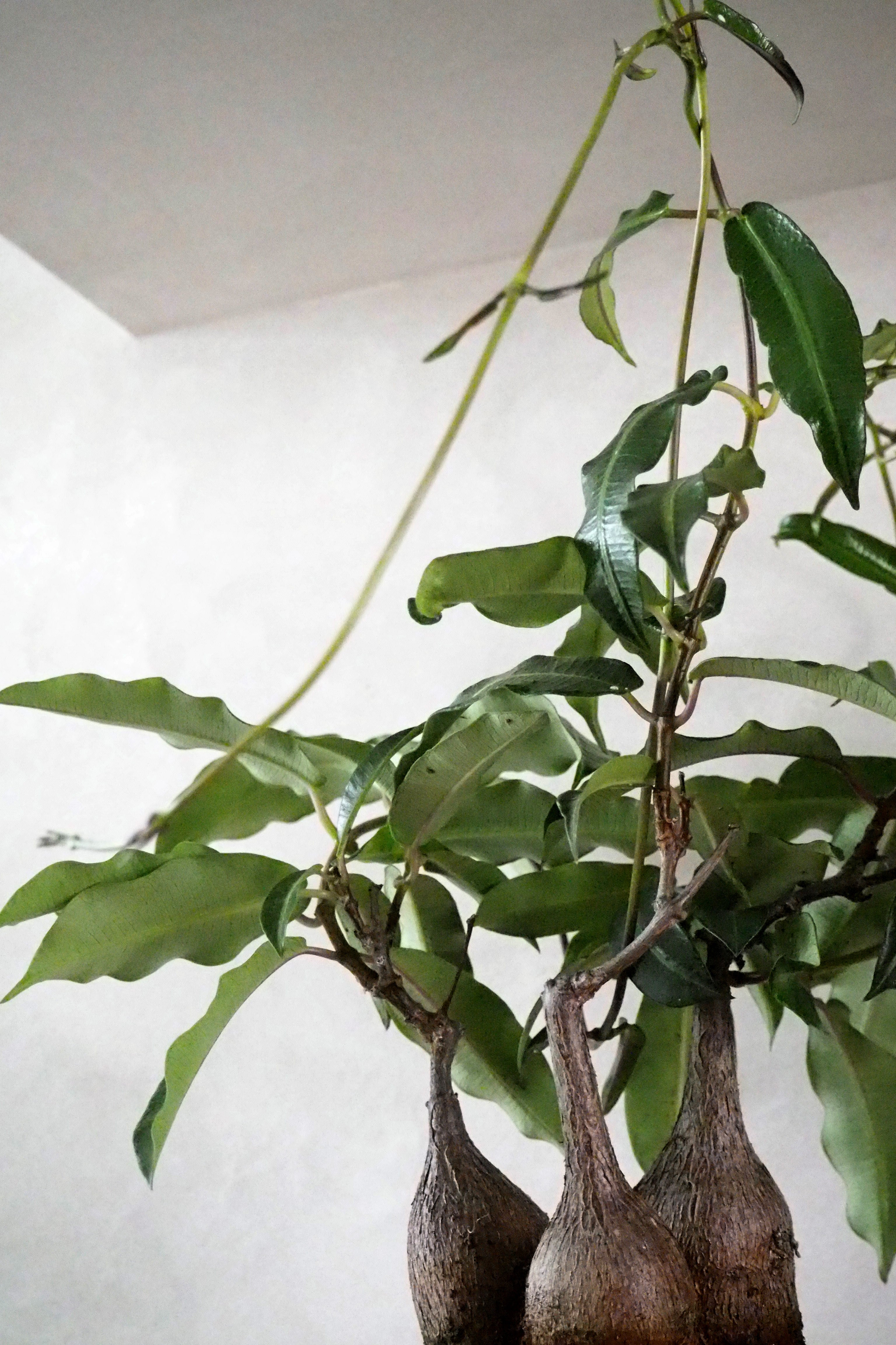 Petopentia natalensis