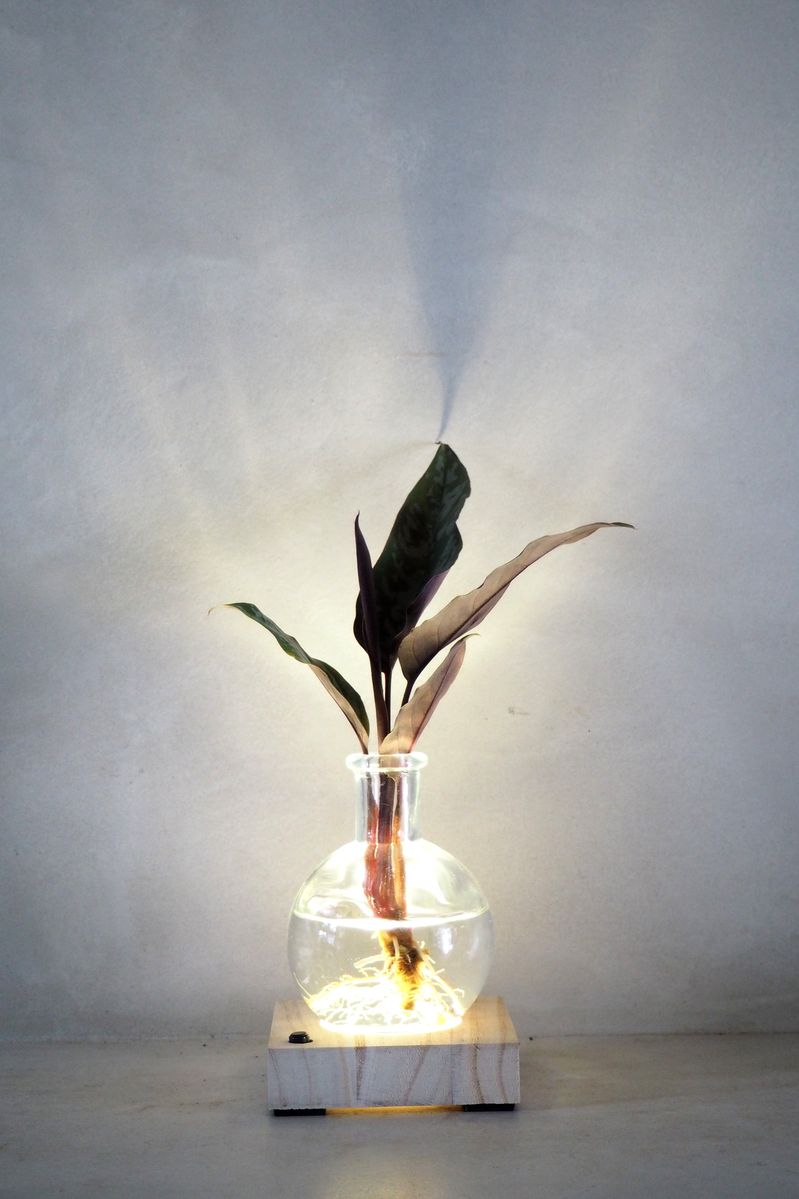 Plantelampe, aglaonema