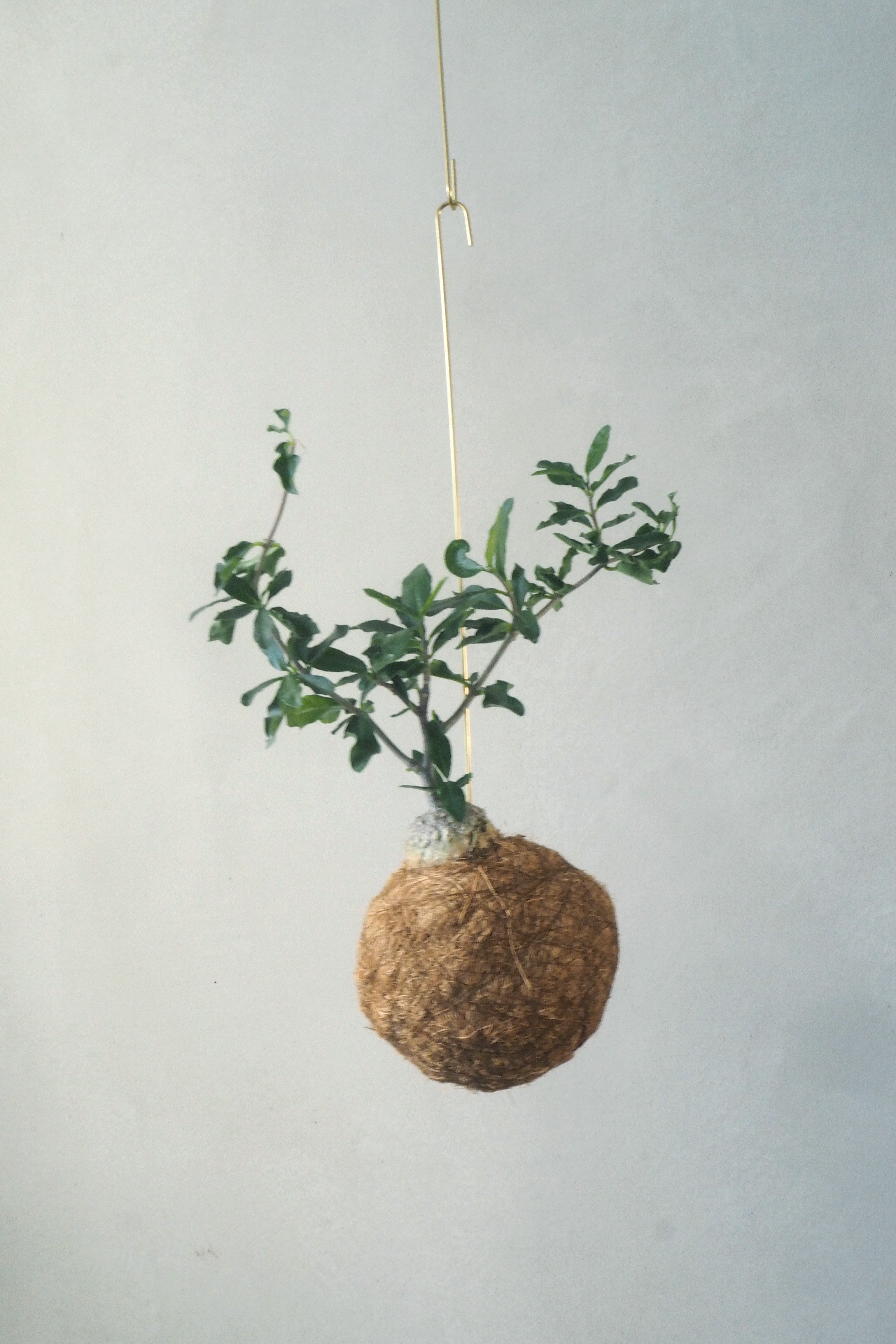 Planteplanet, Fockea