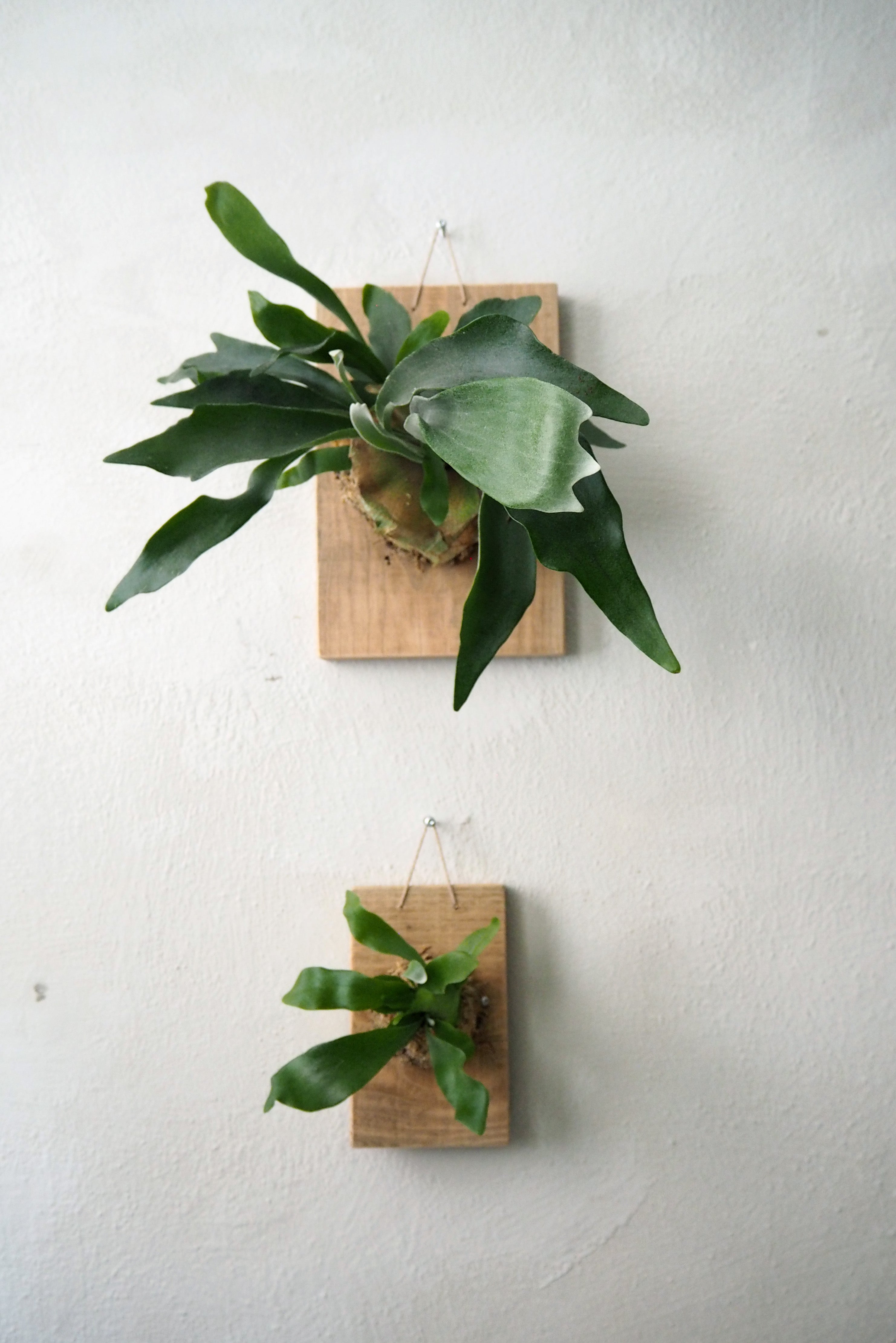 Plantetrofæ, Hjortetak, small