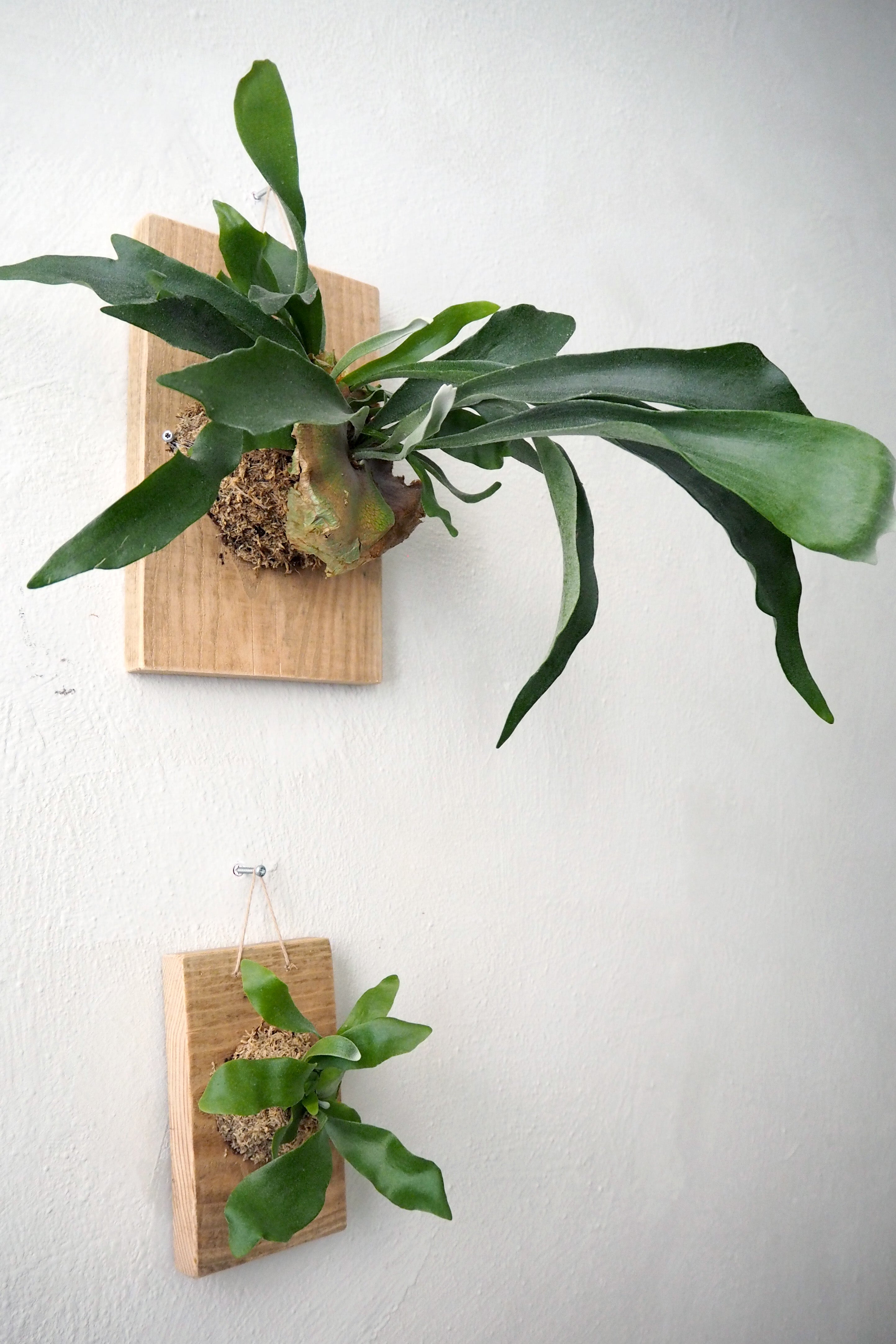 Plantetrofæ, Hjortetak, small