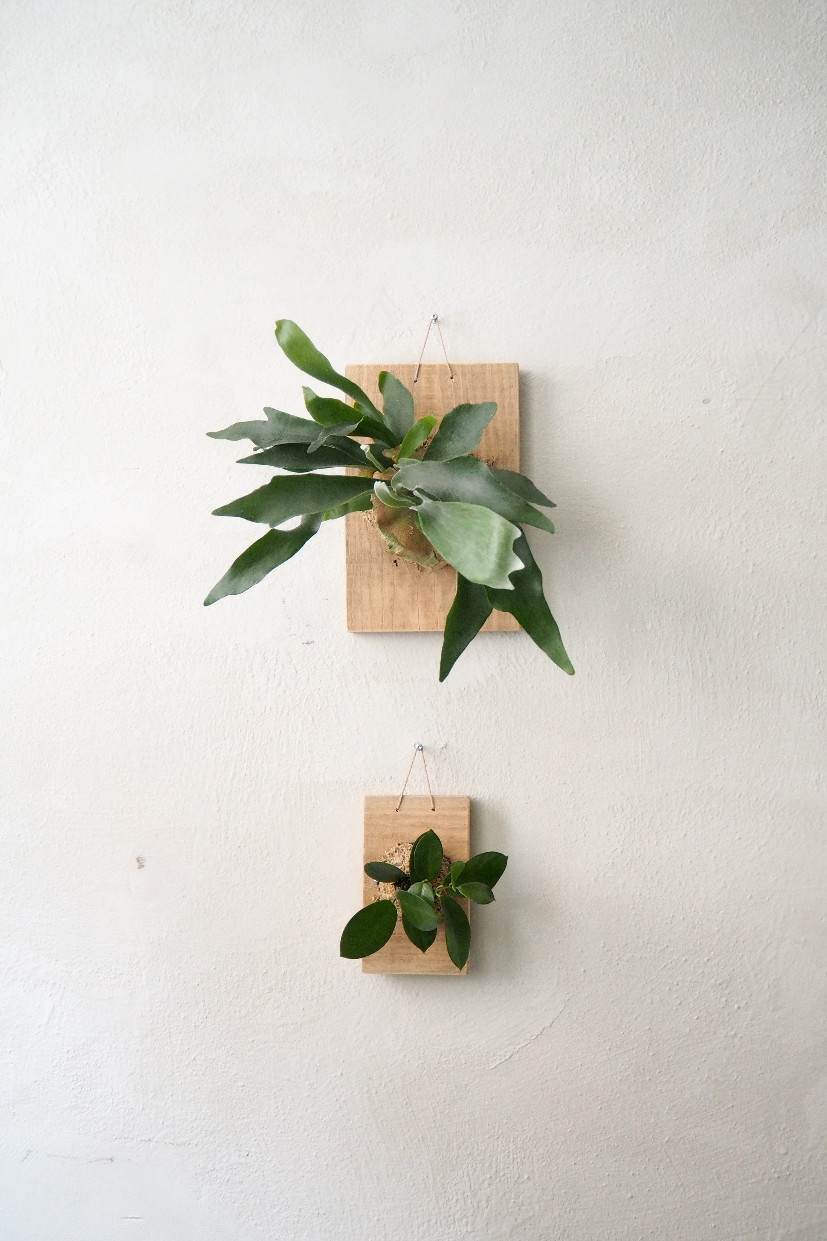 Plantetrofæ, Hjortetak, large