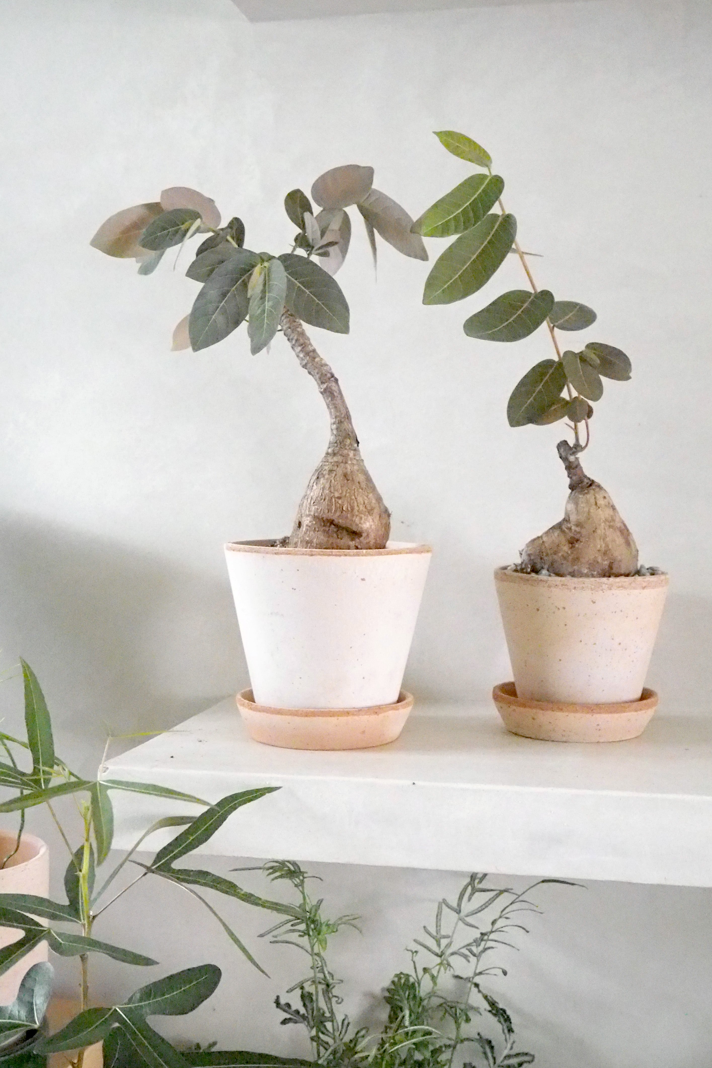 Phyllanthus mirabilis