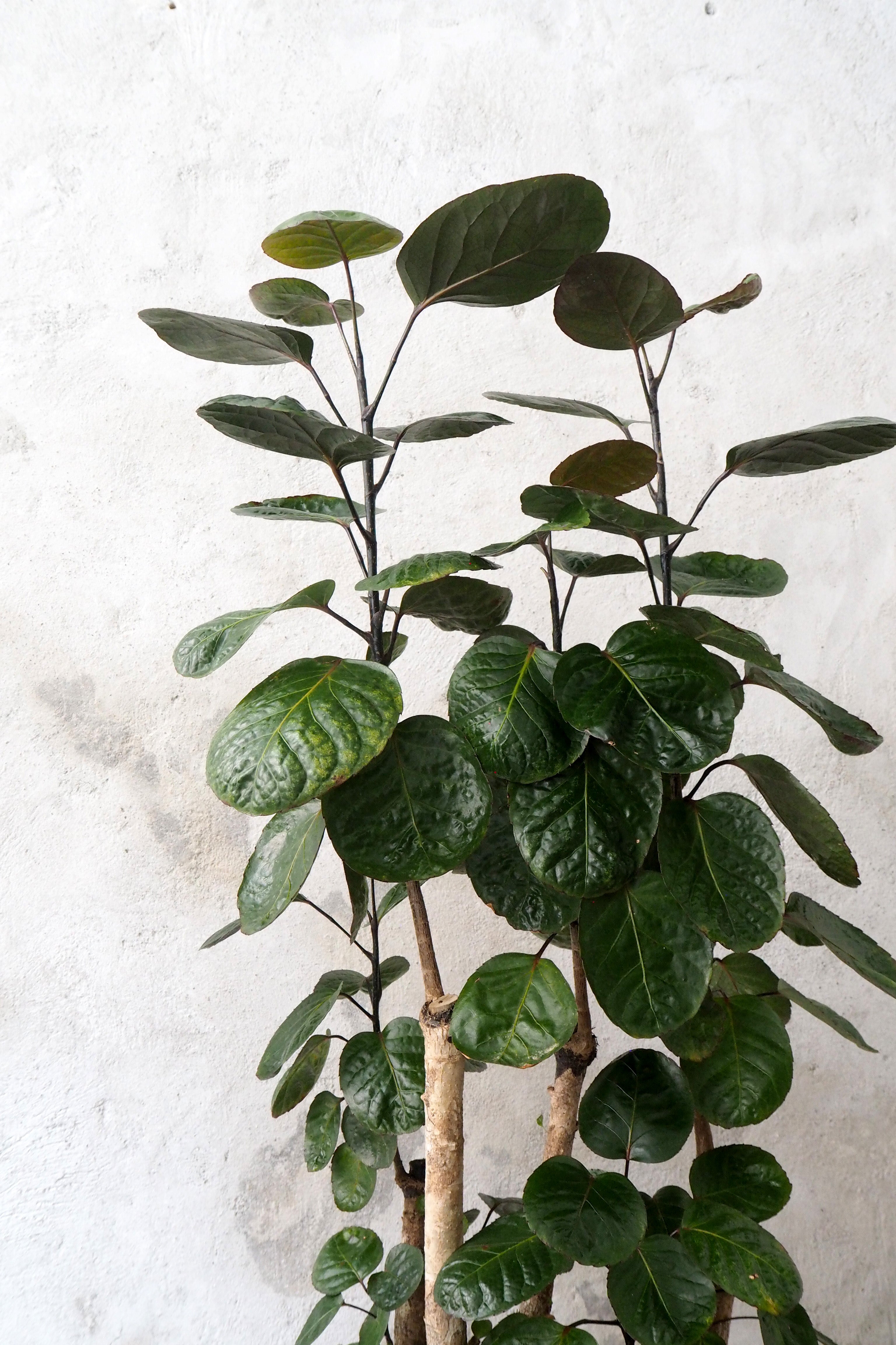 Polyscias Fabian, stor