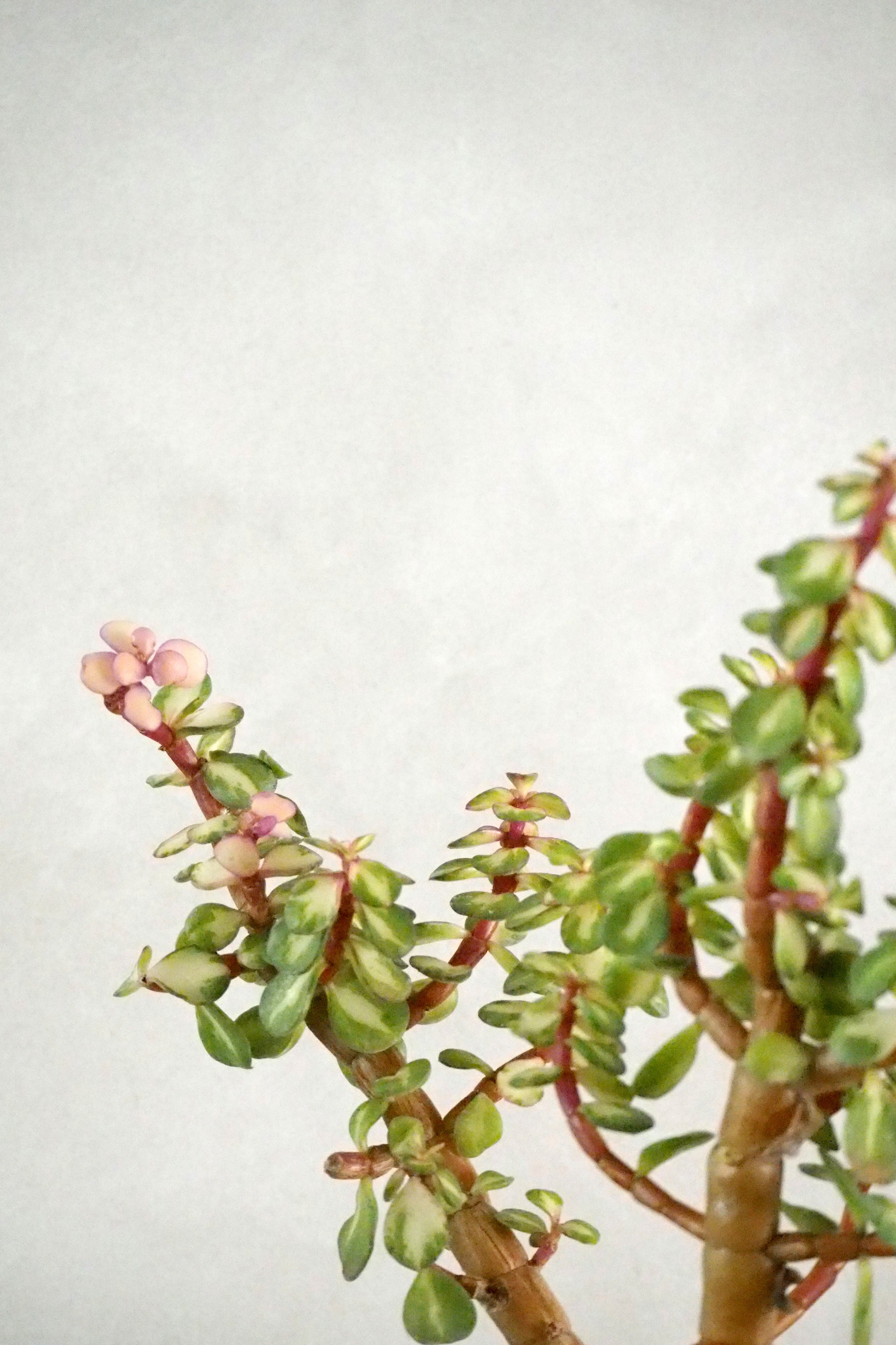 Portulacaria afra 'Medio-picta'