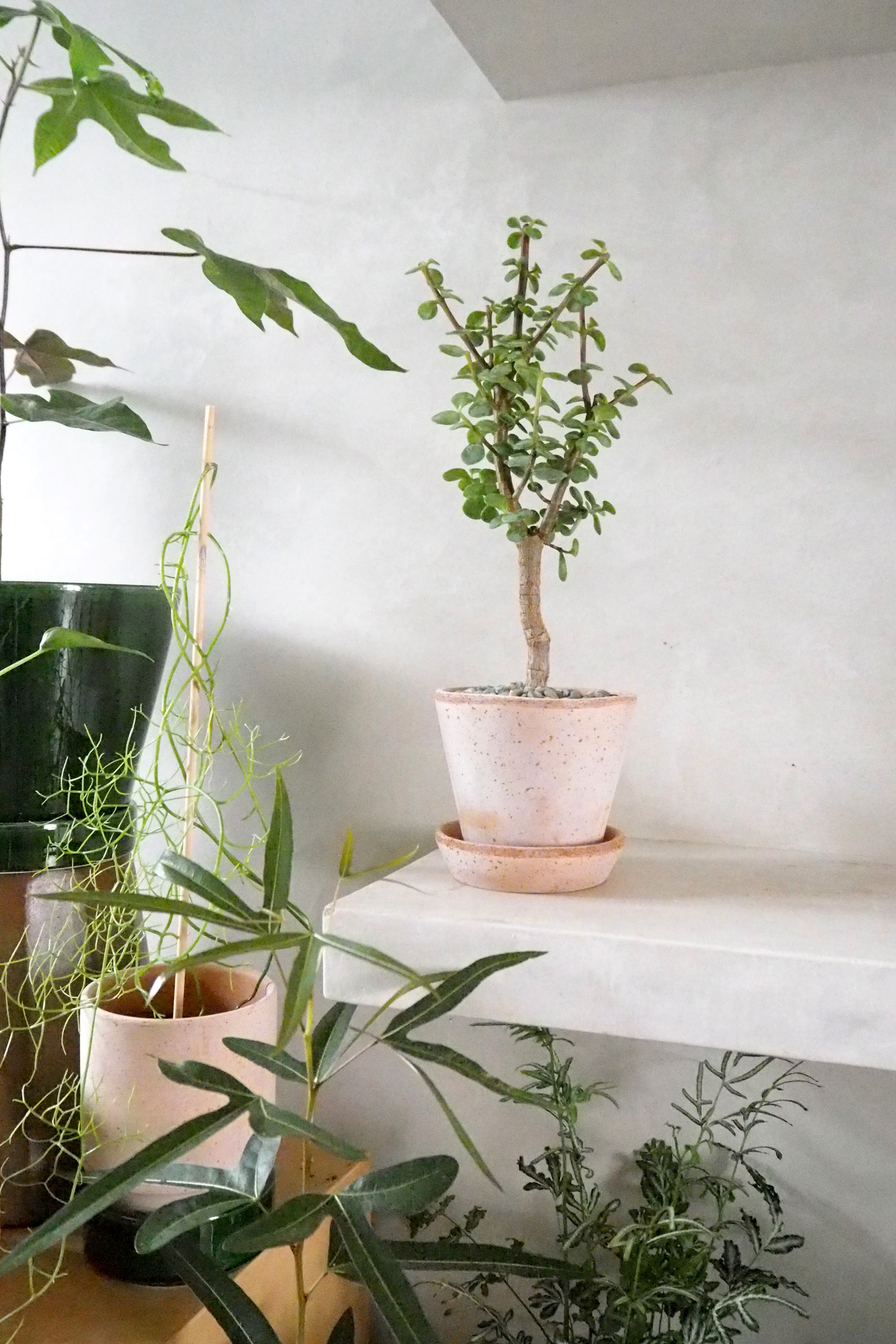 Portulacaria afra Opstammet