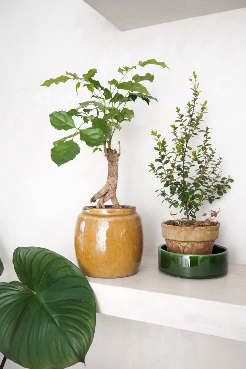 Radermachera sinica Bonsai