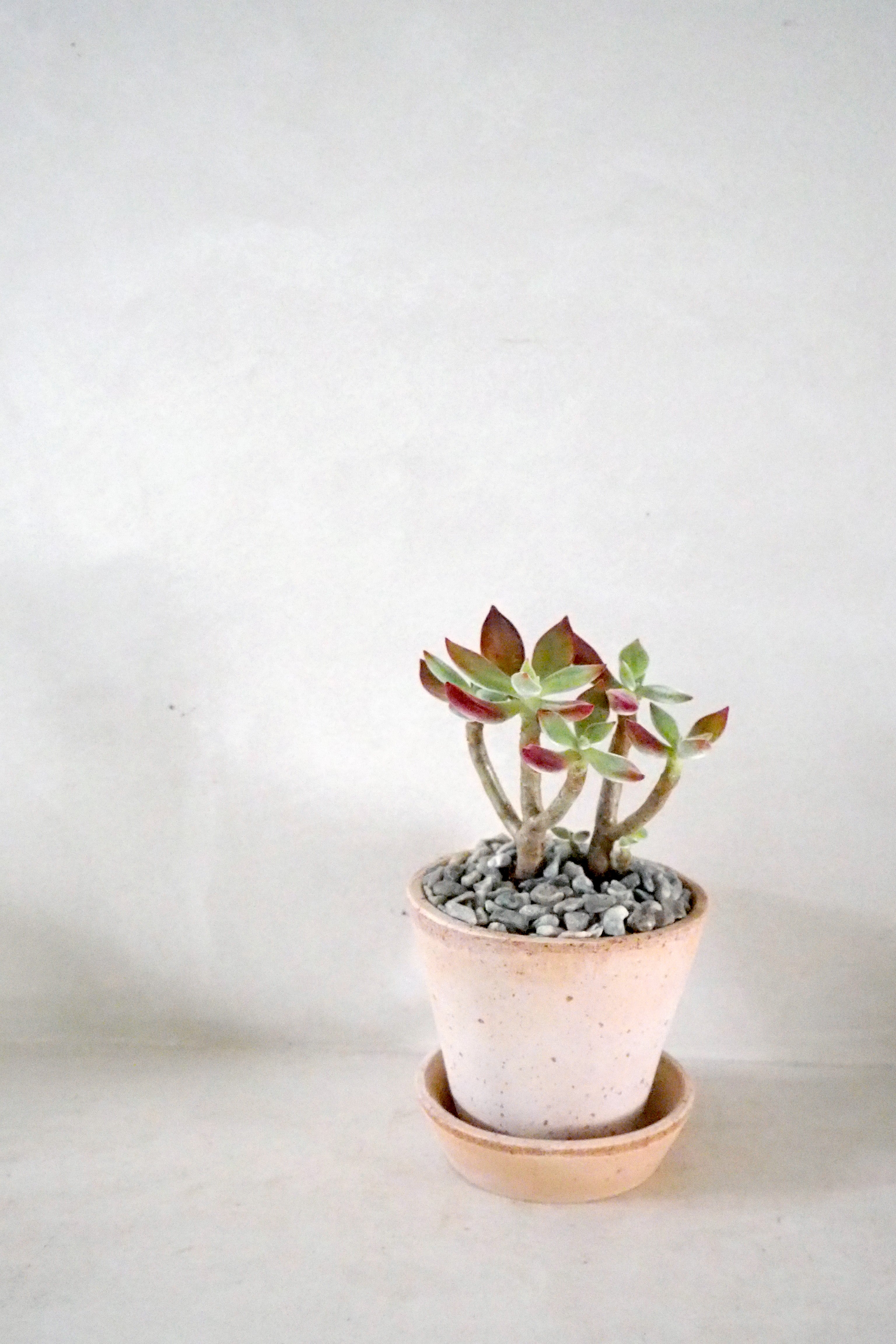 Echeveria Ruby Blush