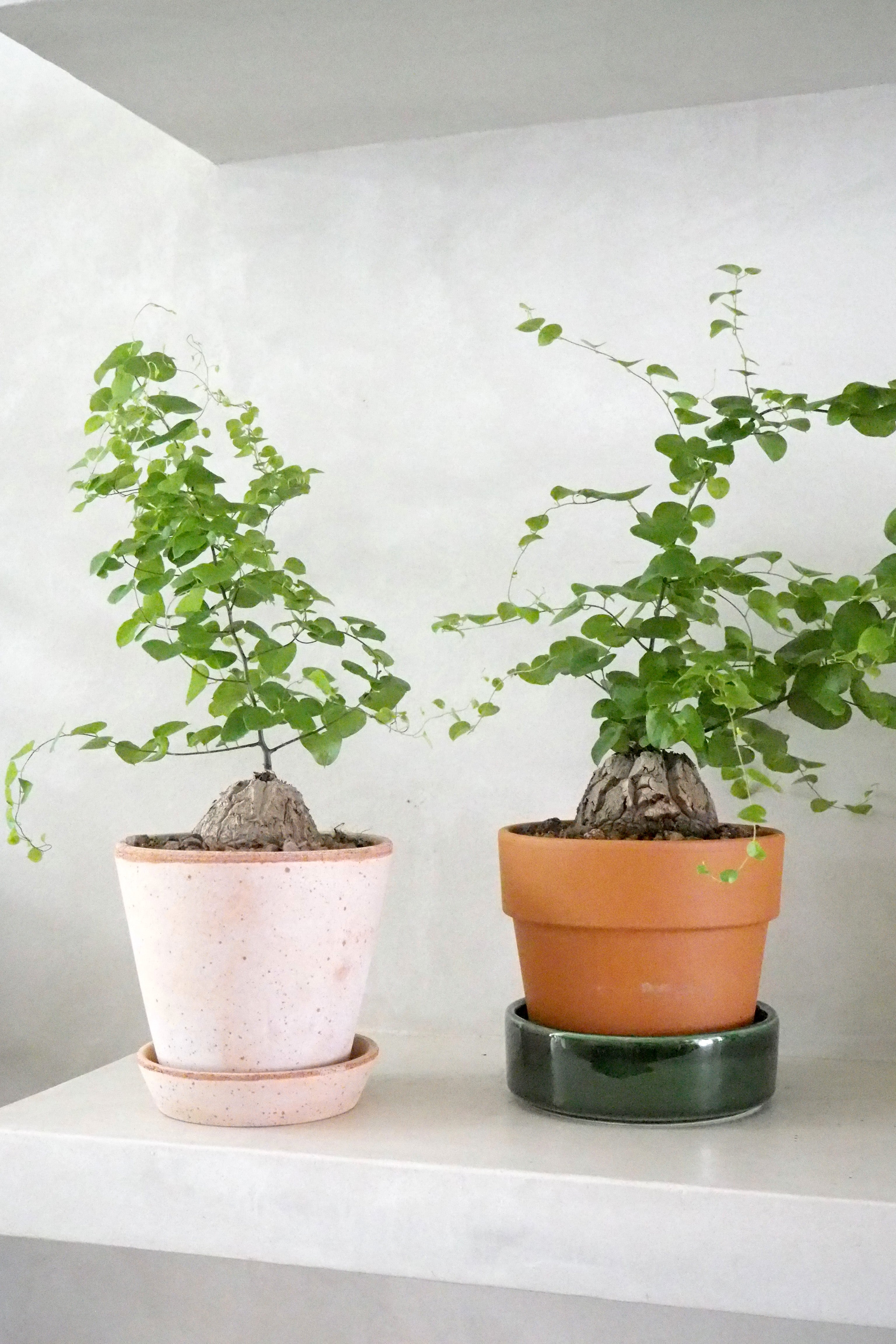 Skildpaddeplante - Dioscorea Elepantipes