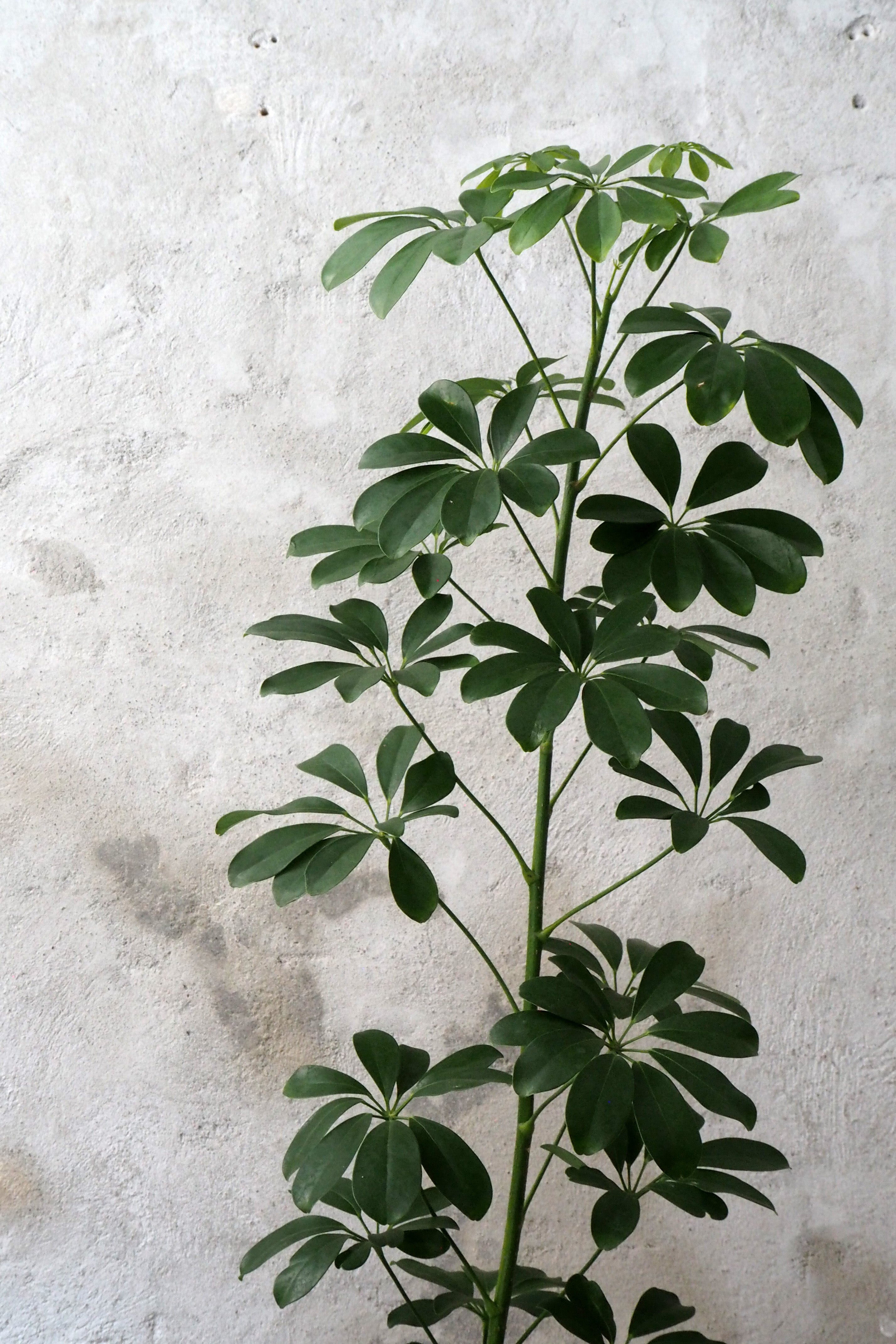 Schefflera arboricola