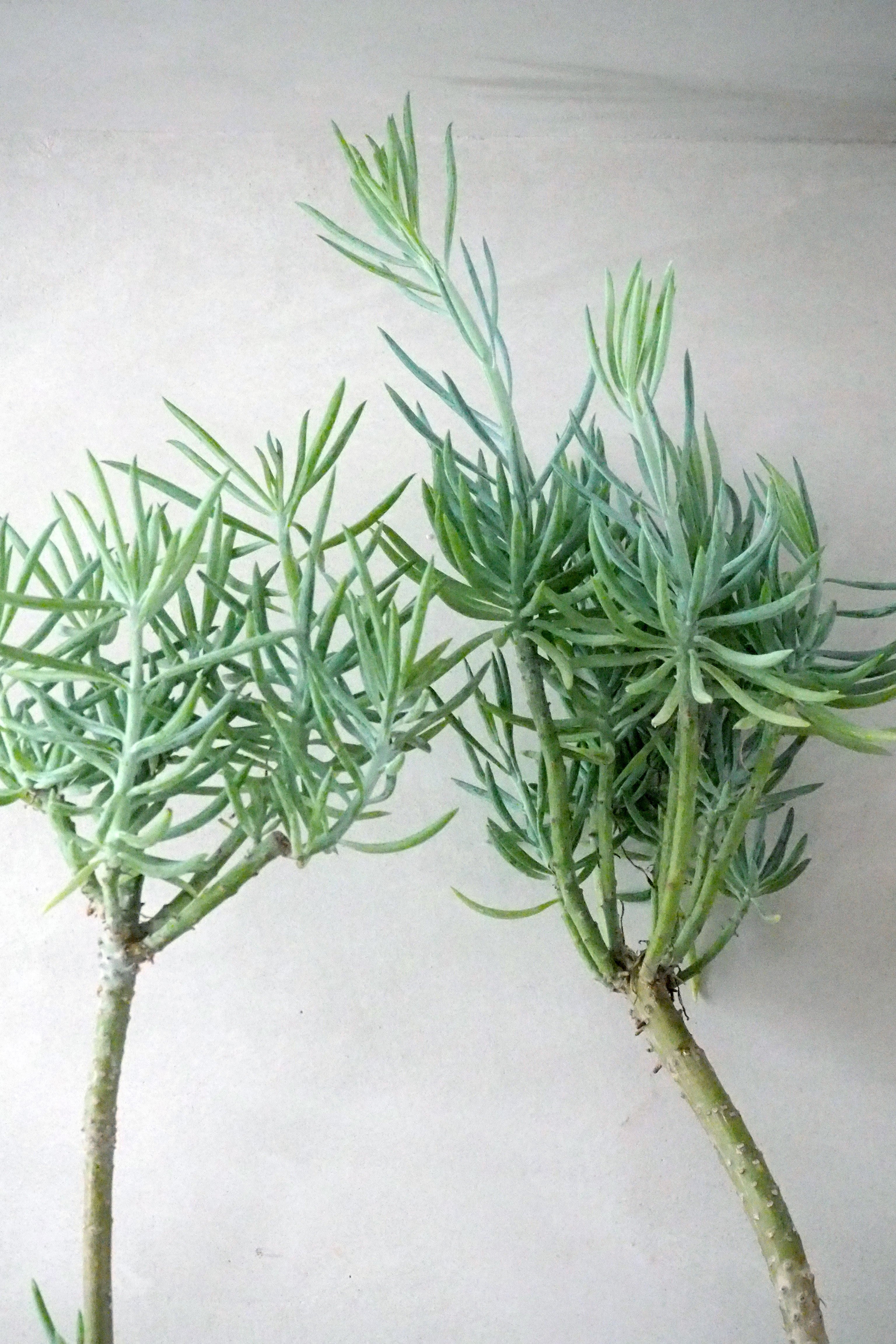 Senecio Talinoidem