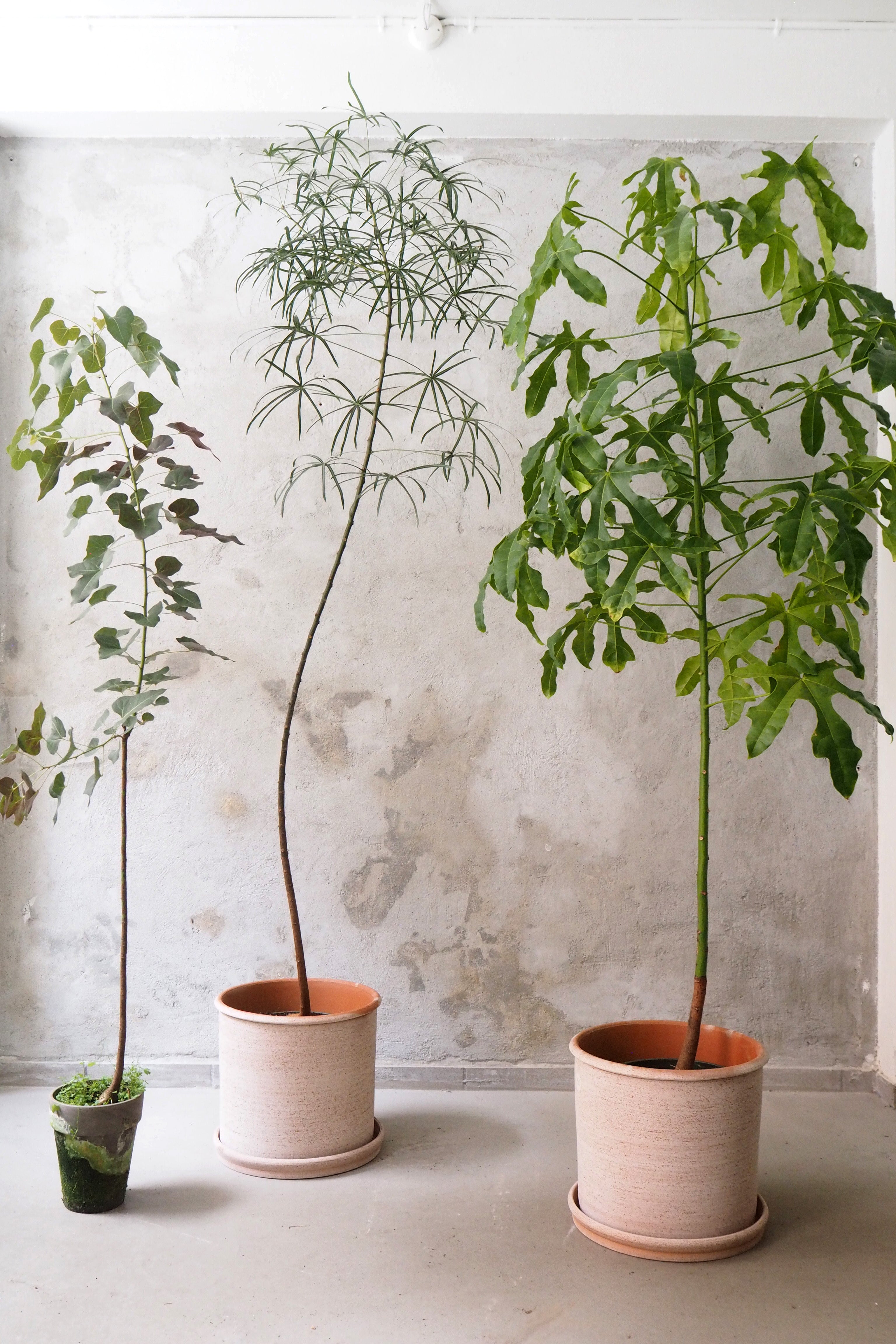 Kærlighedstræ (Stjerneblad) stor