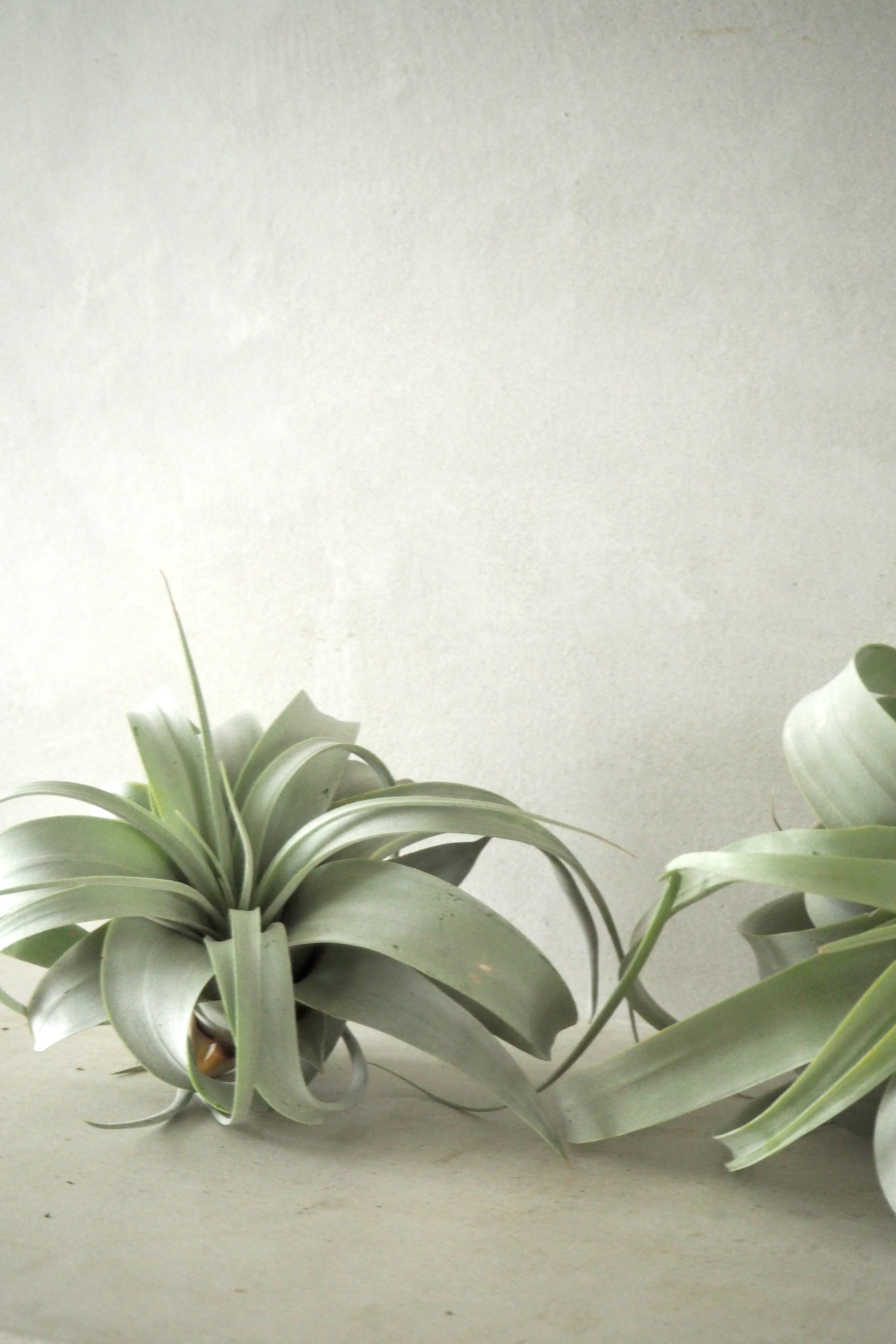 Tillandsia Xerographic