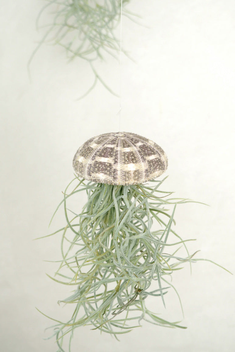 Tillandsia Usneoides i søpindsvin