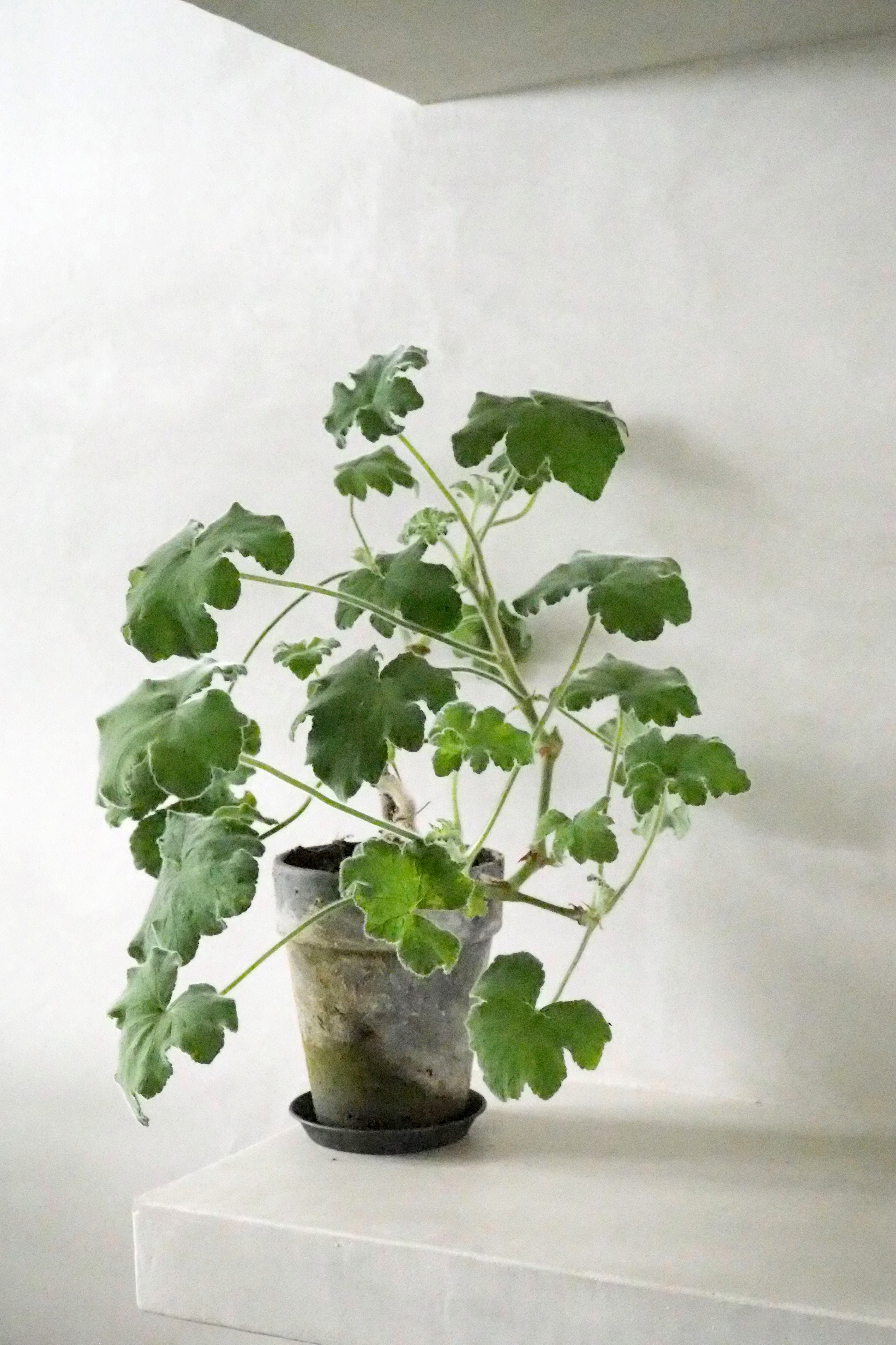Pelargonium Tomantose