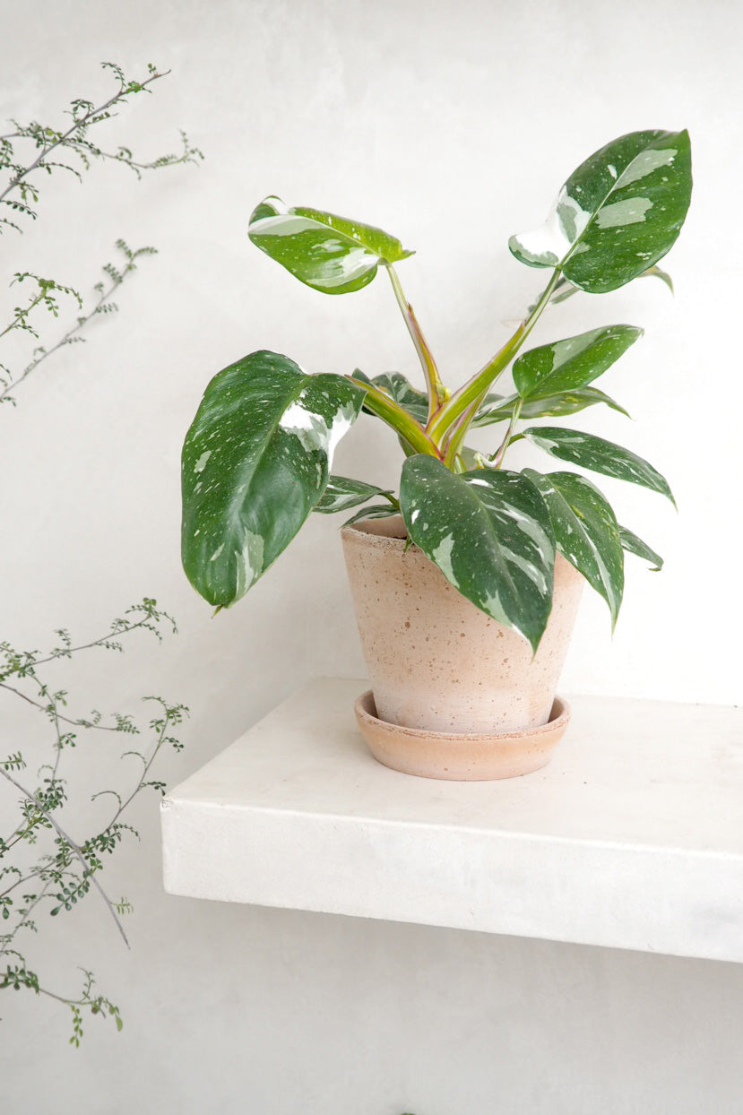 Philodendron white princess