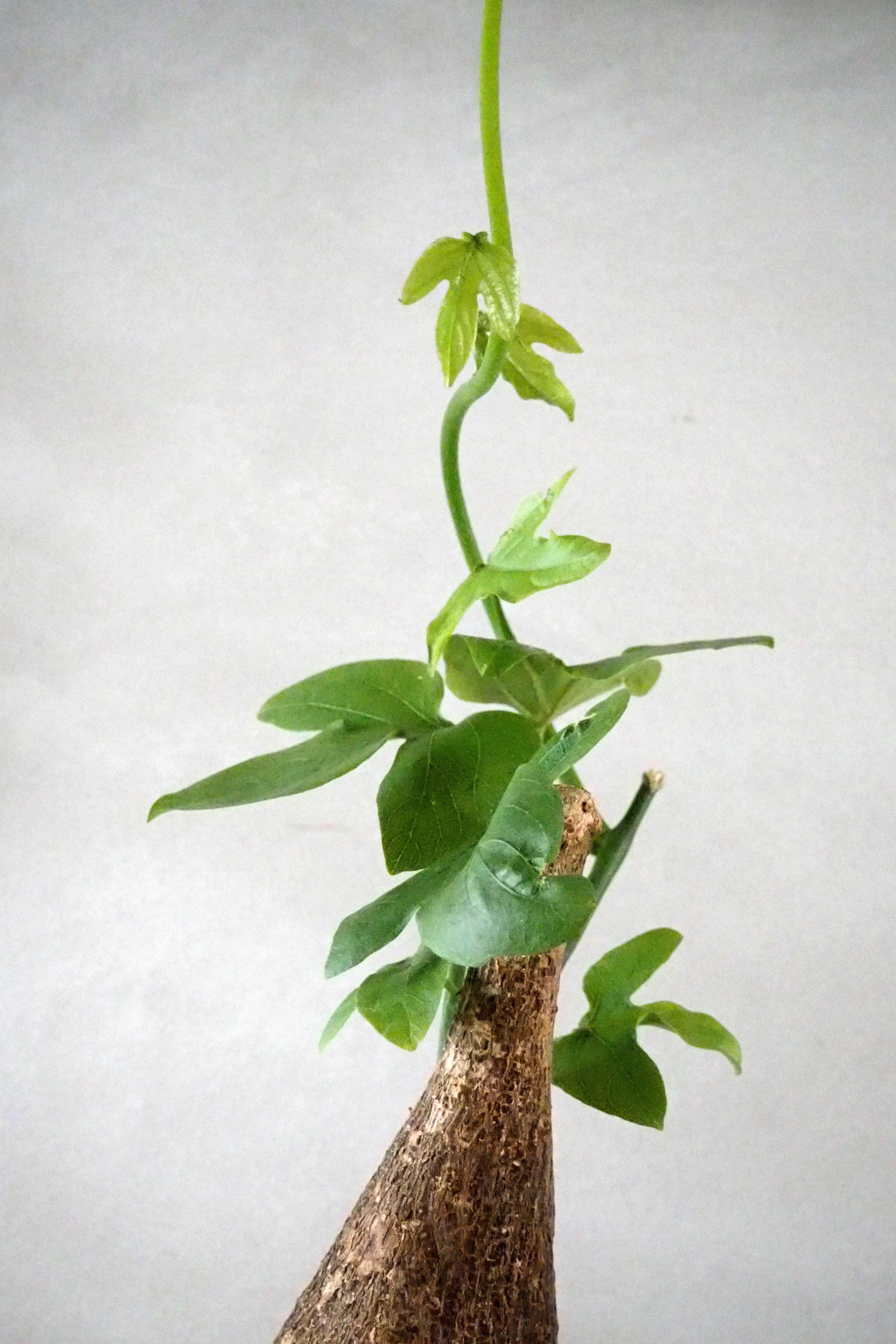 Adenia viridiflora