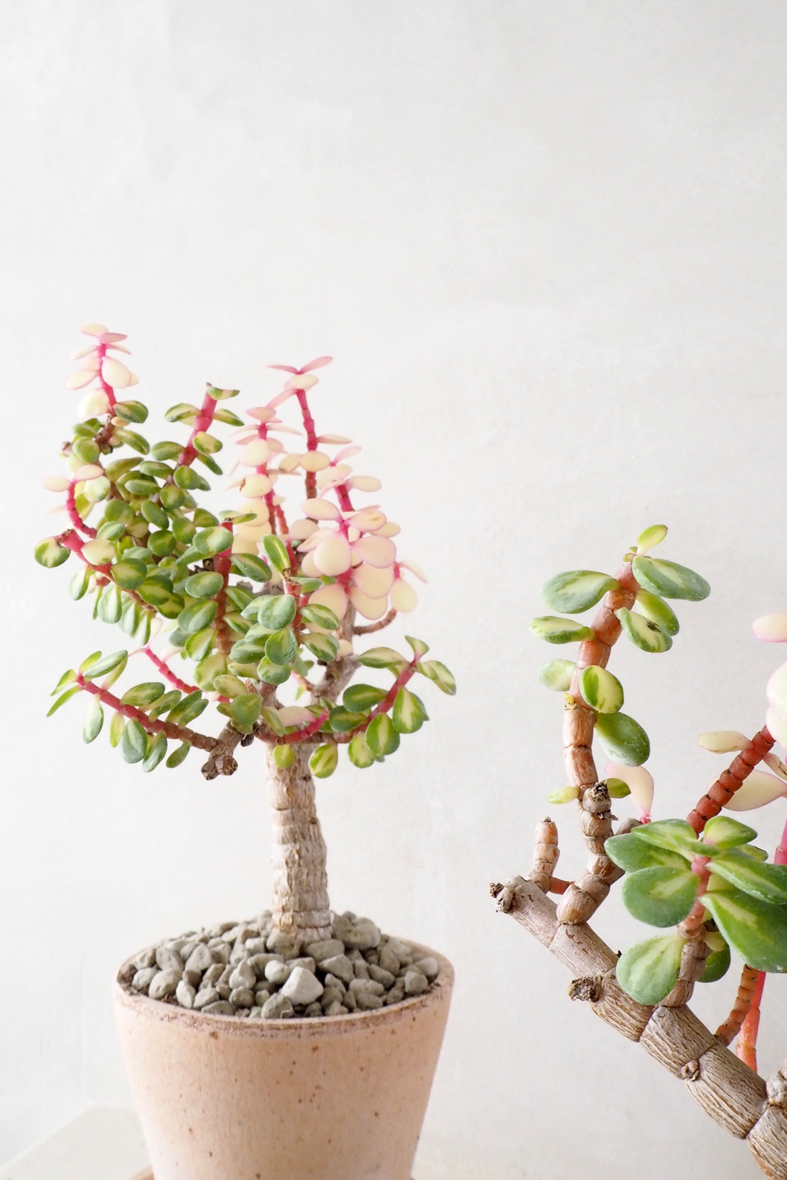 Portulacaria afra 'Medio-picta'