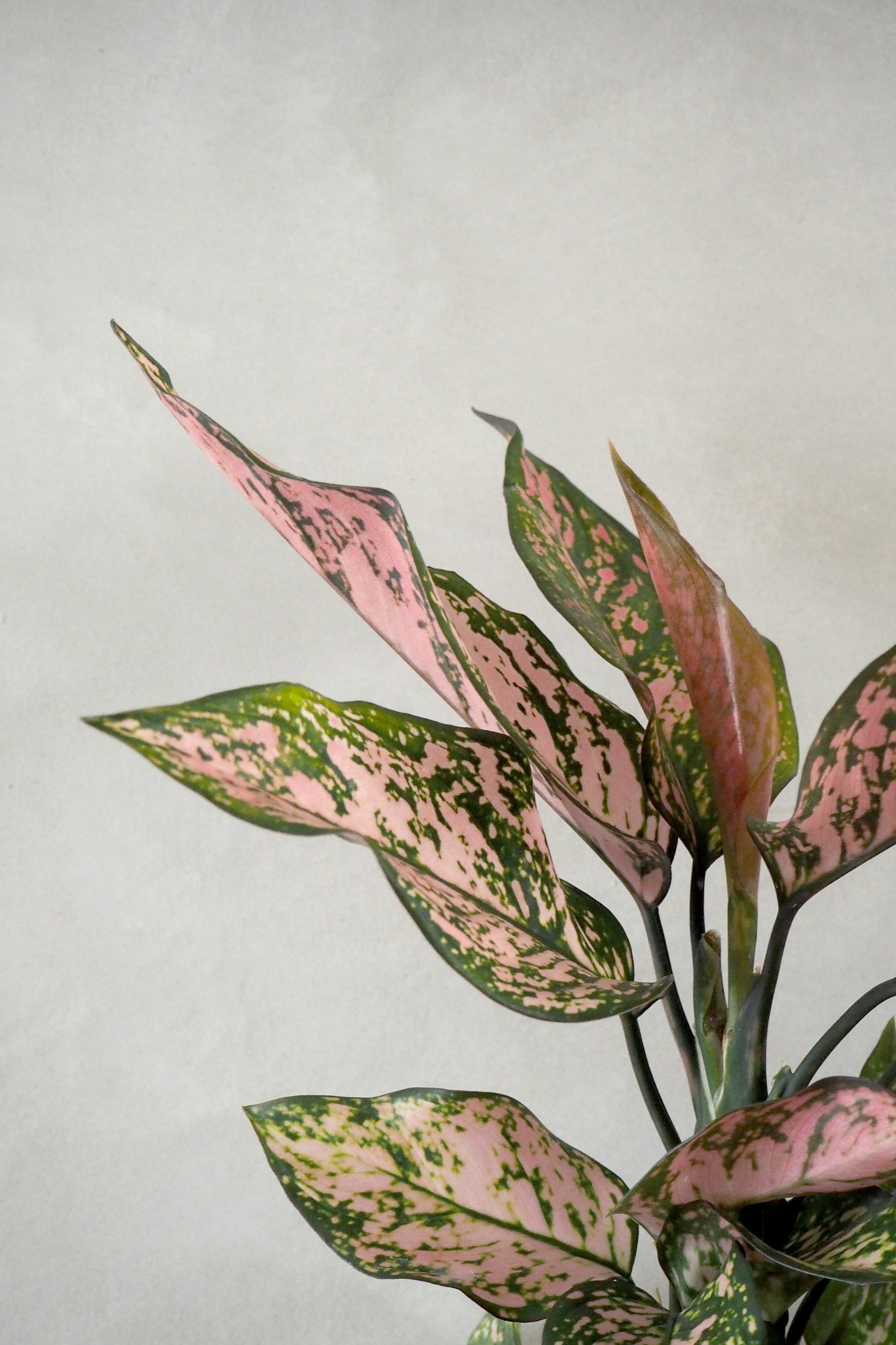 Aglaonema Spotted star, medium
