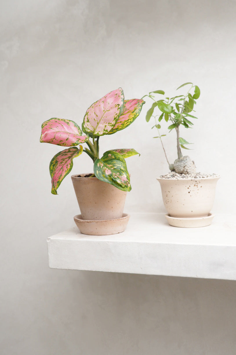 Aglaonema Spotted Star