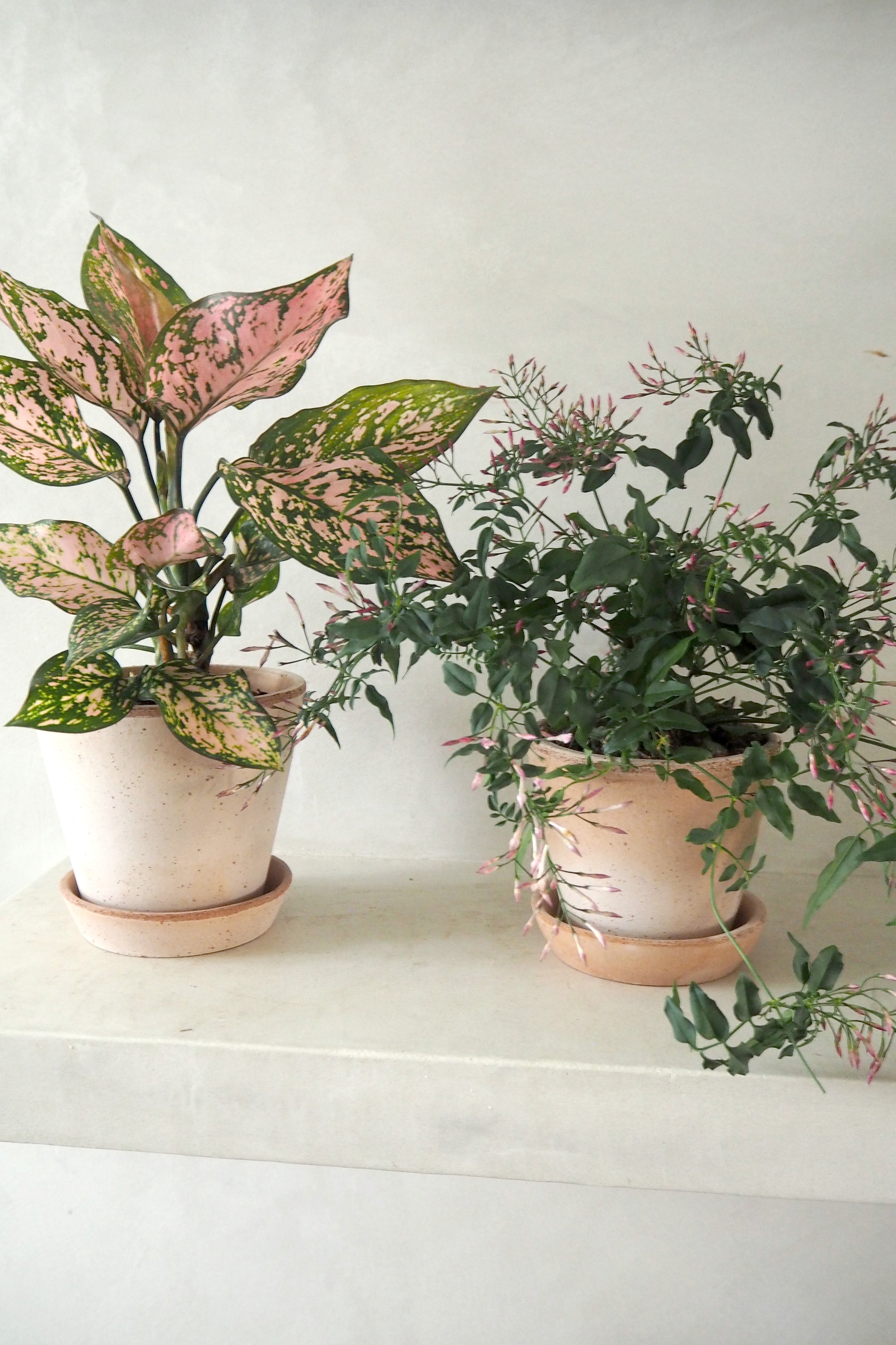 Aglaonema Spotted star, medium