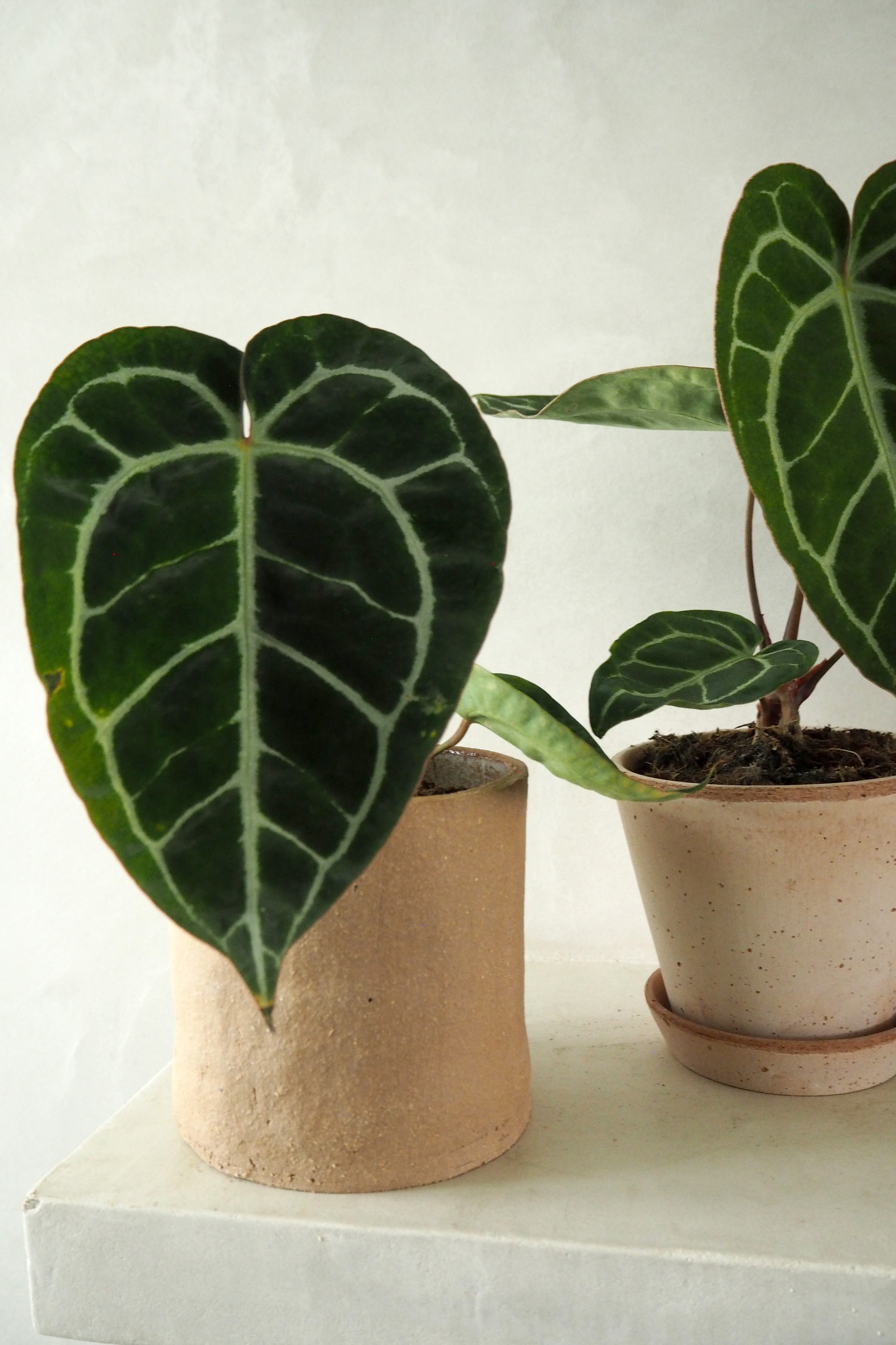 Anthurium Crystallinum