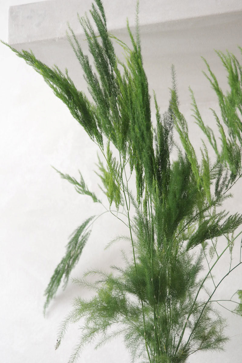 Asparagus Pyramidalis