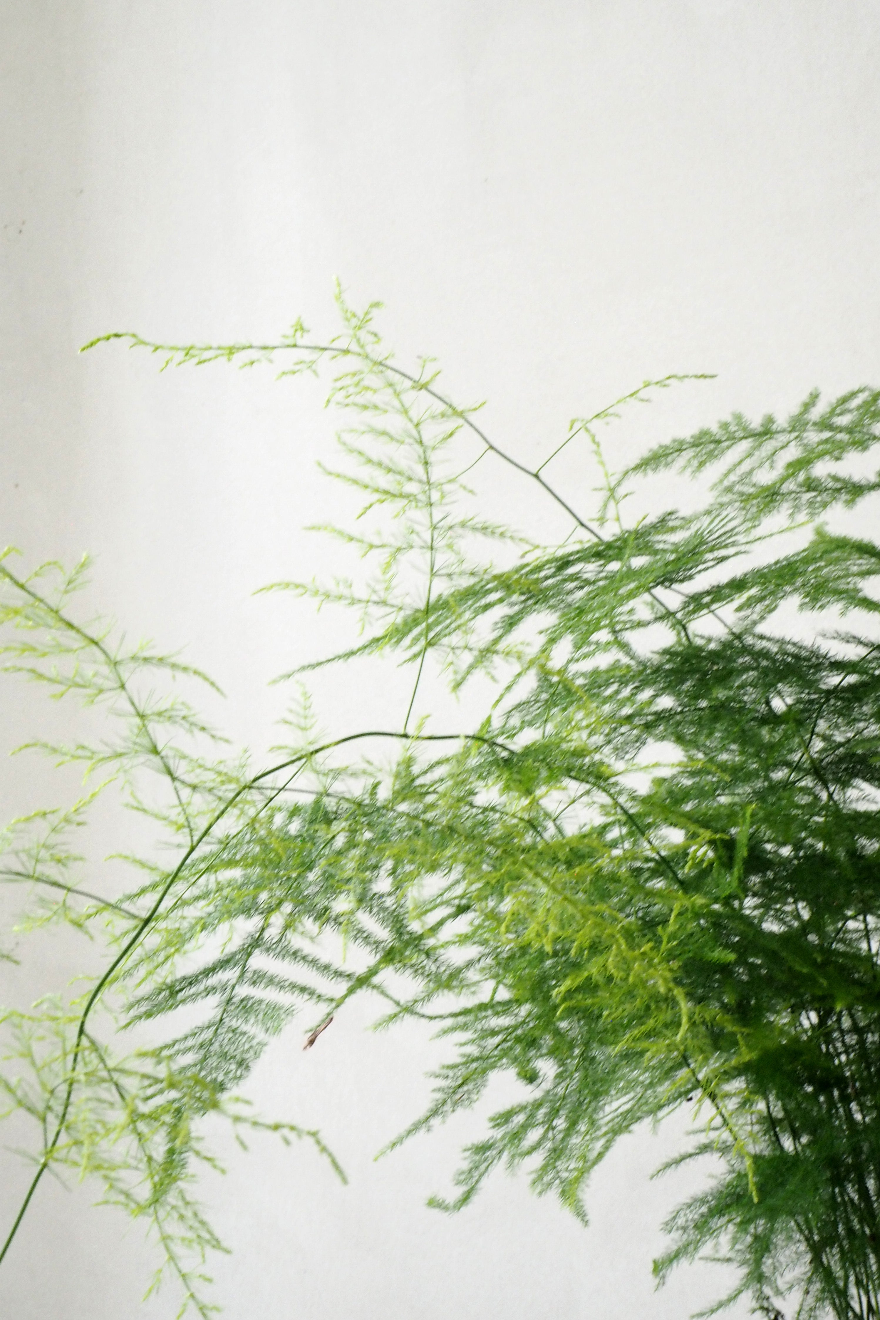 Asparagus Setaceus, stor