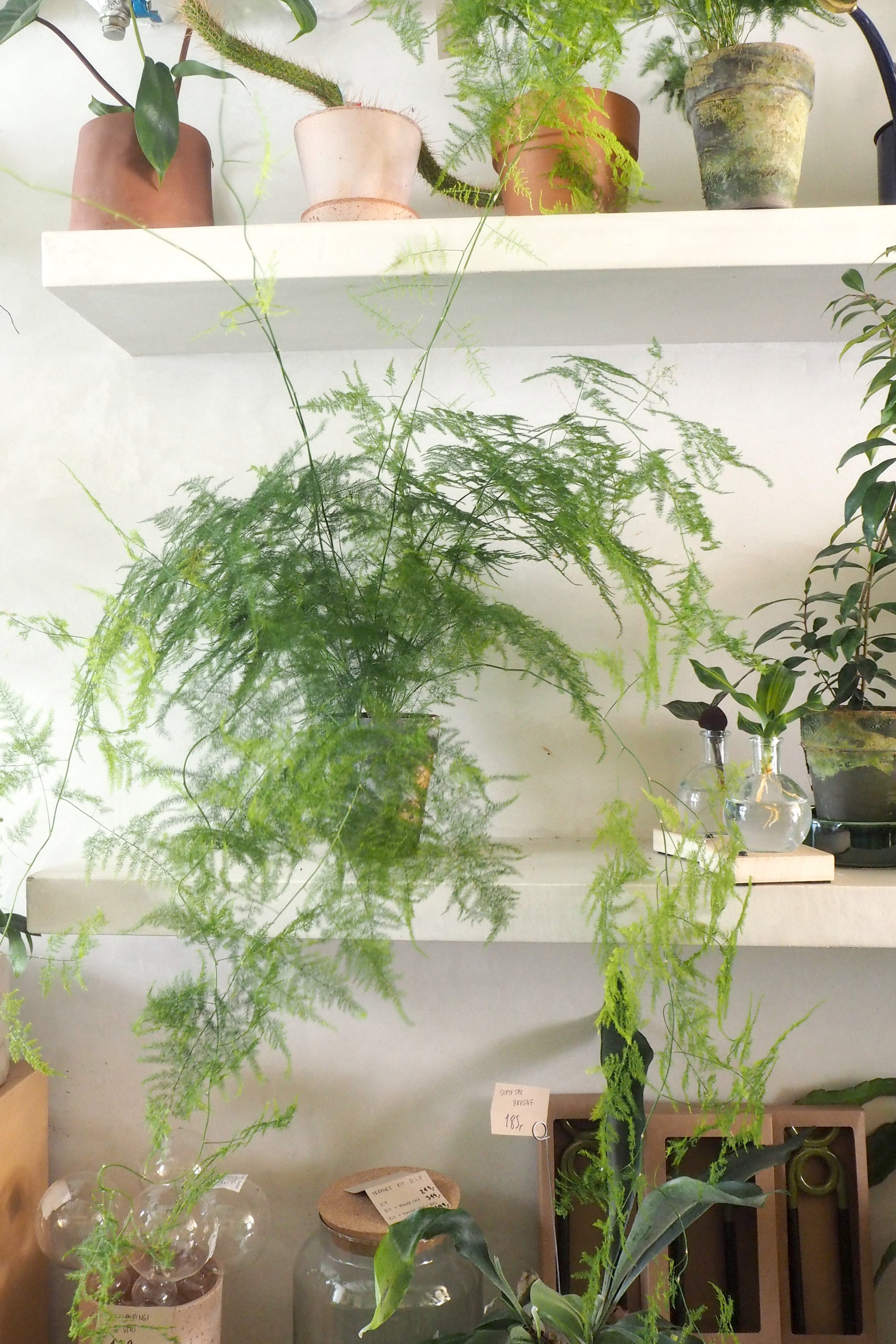 Asparagus Setaceus, medium