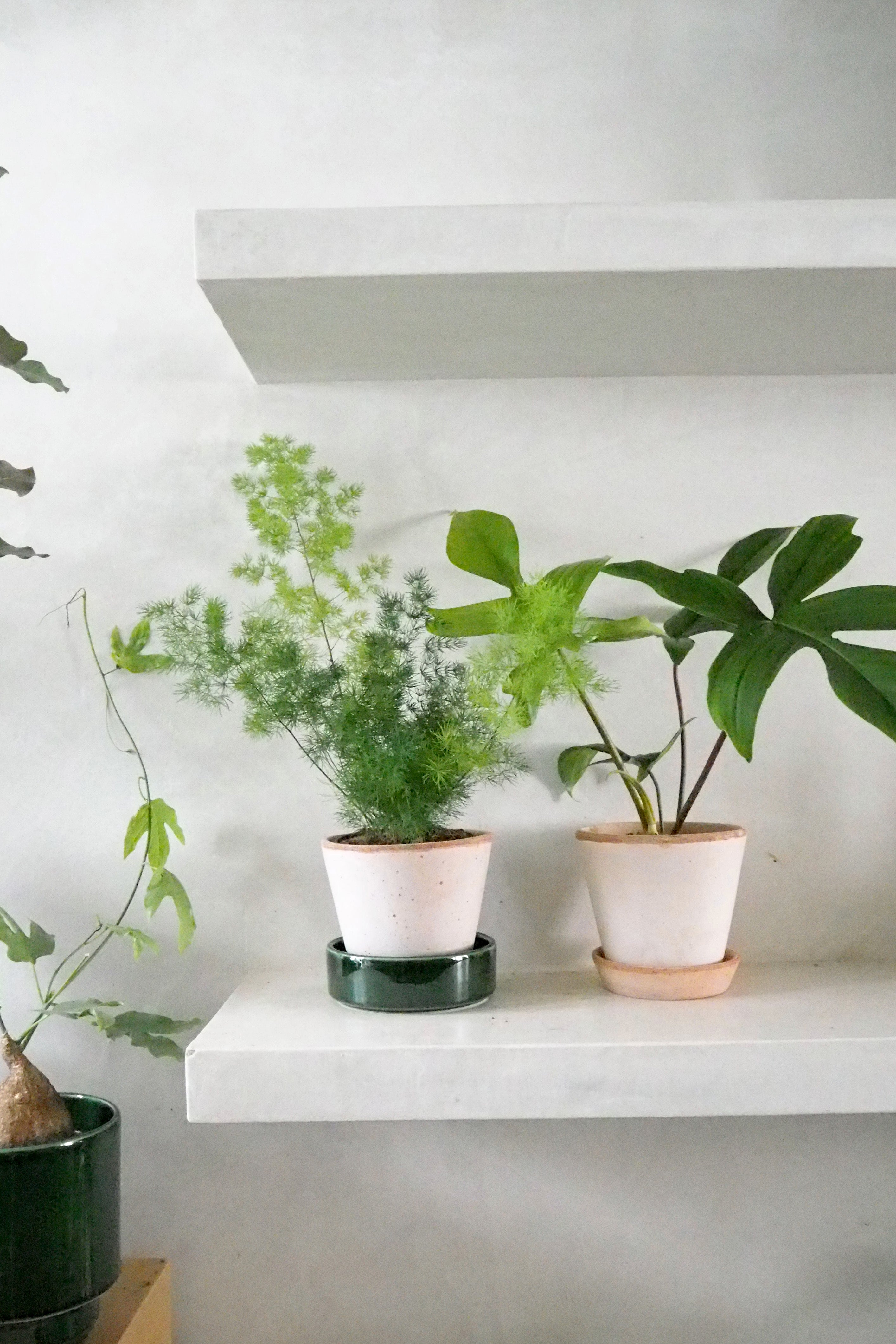 Asparagus Myriocladus