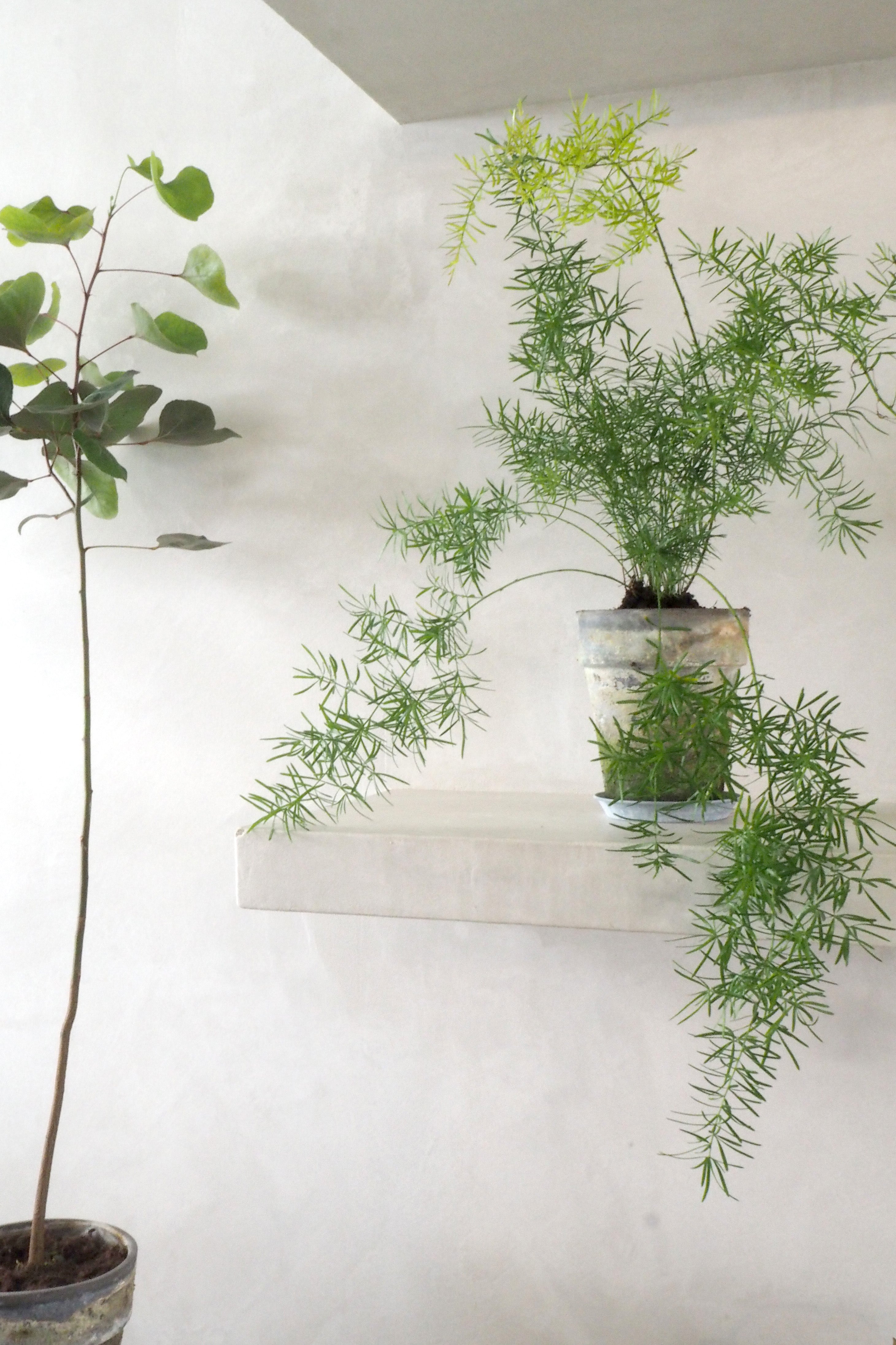 Asparagus Sprengerii