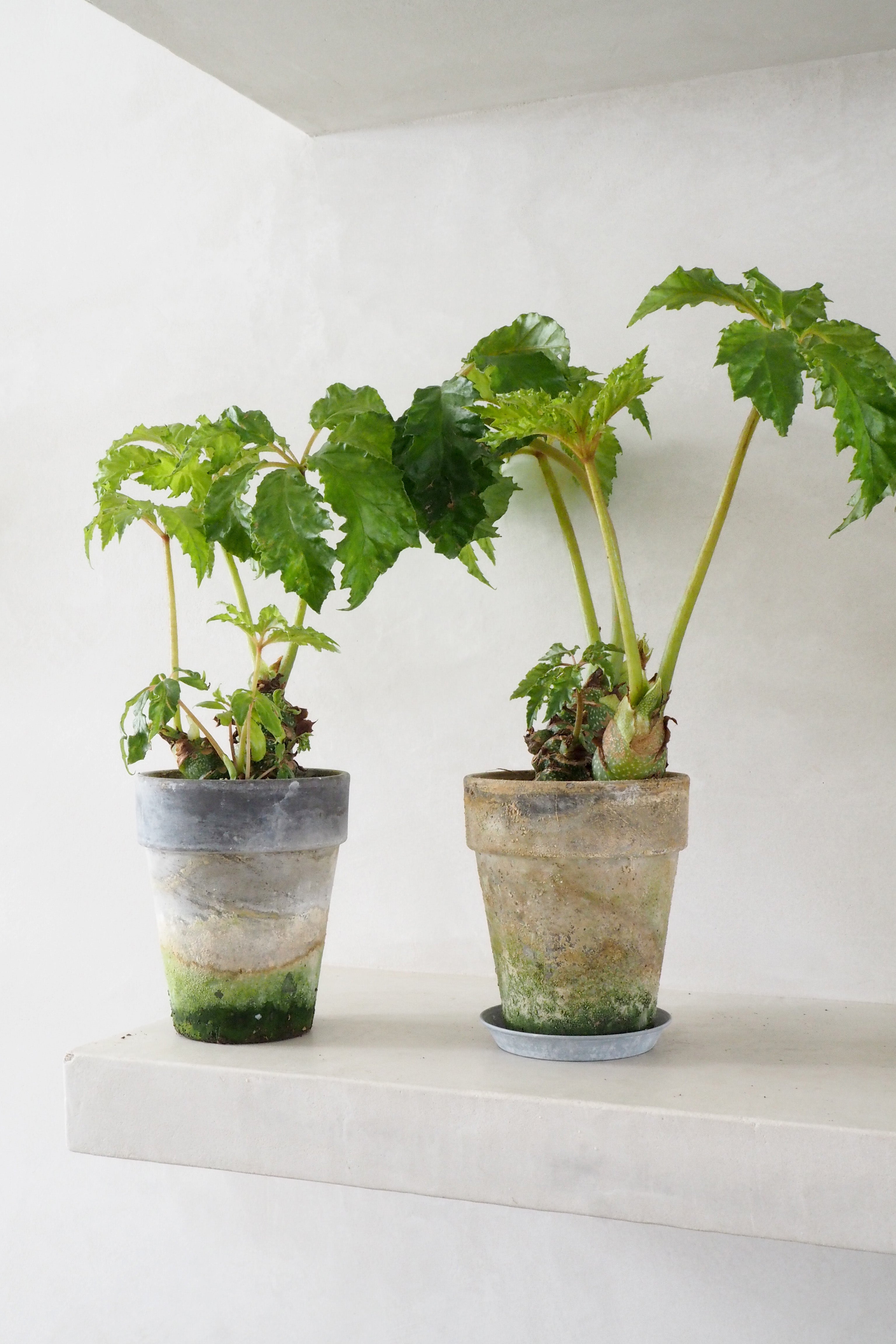 Begonia Carolineifolia, lille