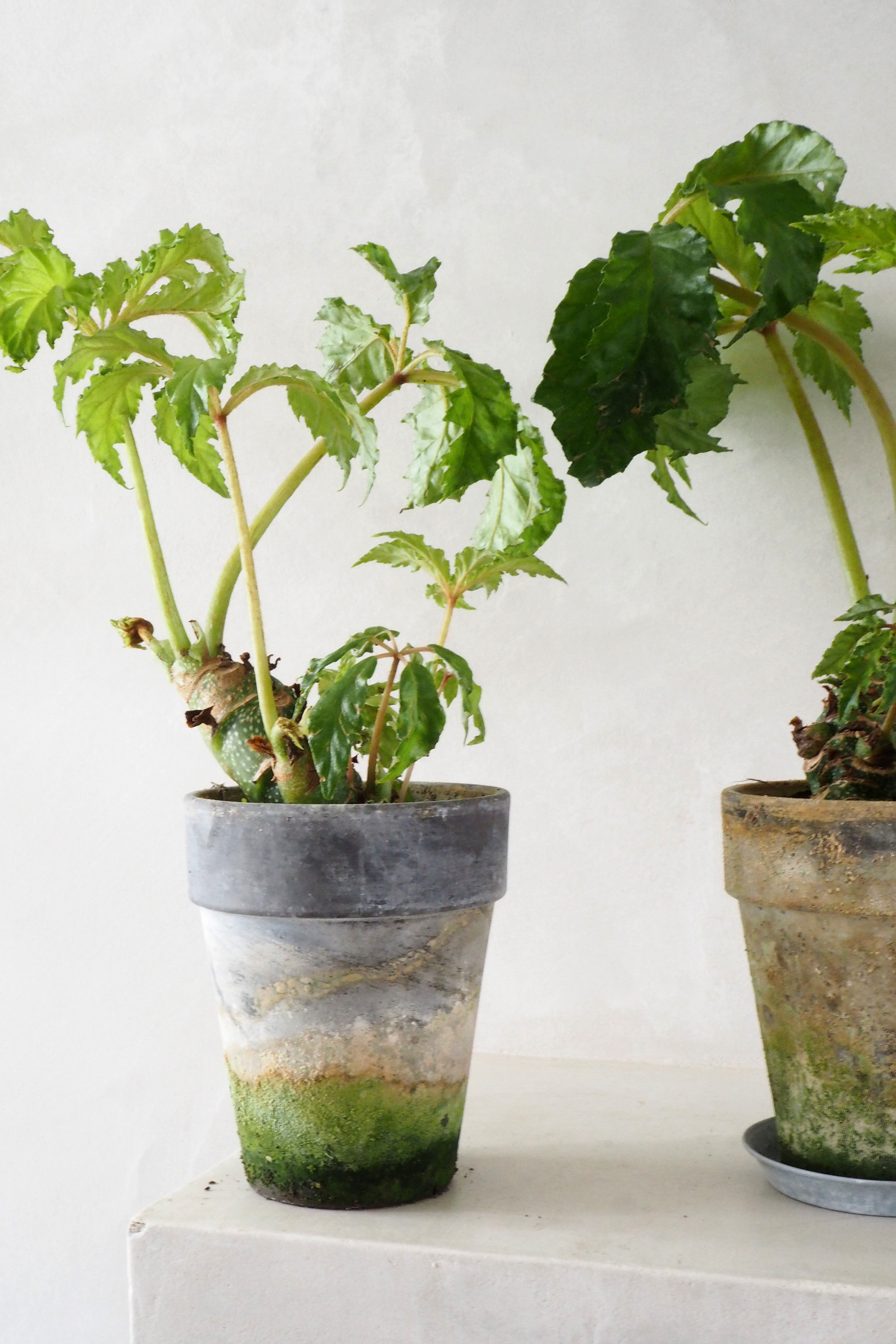 Begonia Carolineifolia, lille
