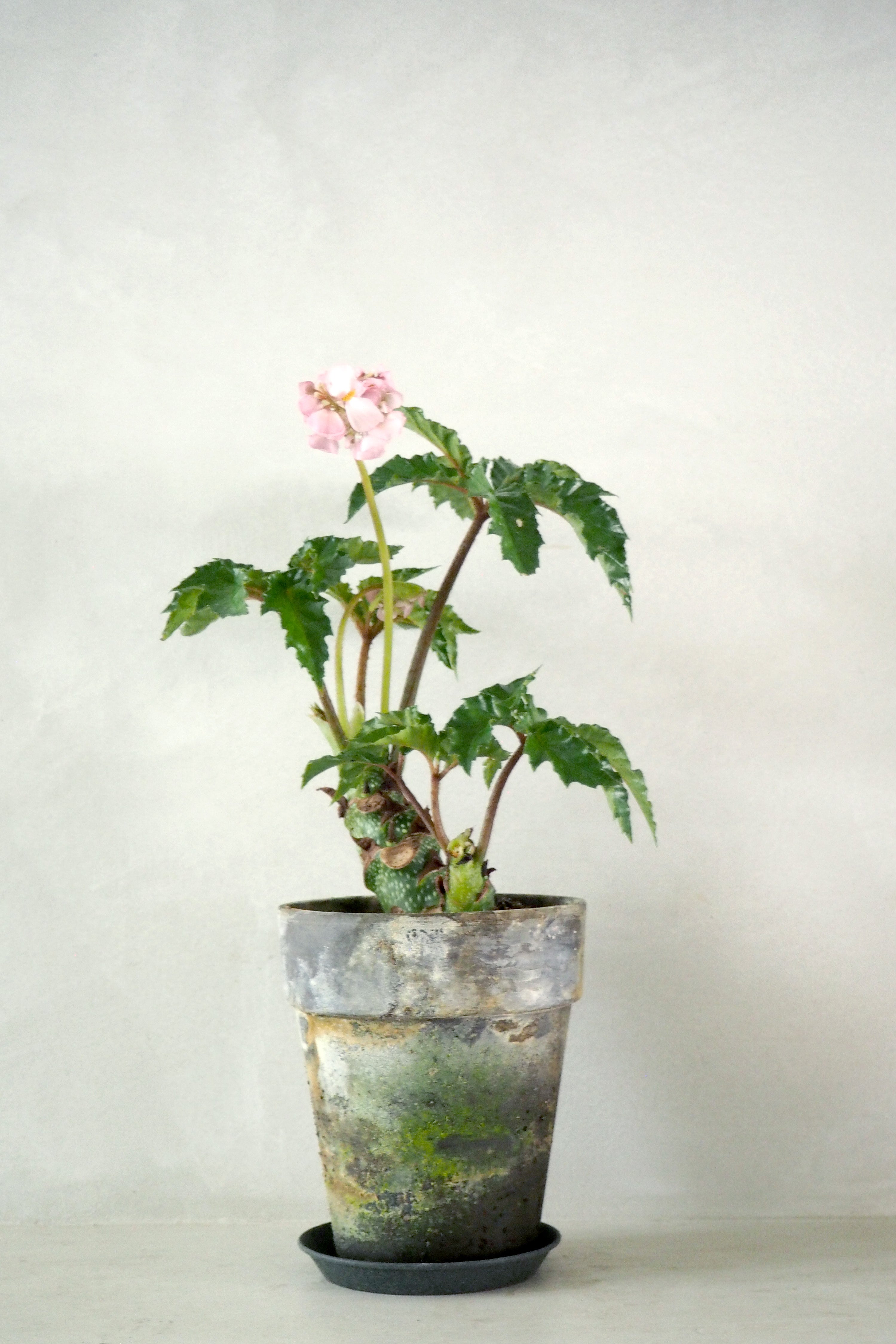 Begonia Carolineifolia, lille