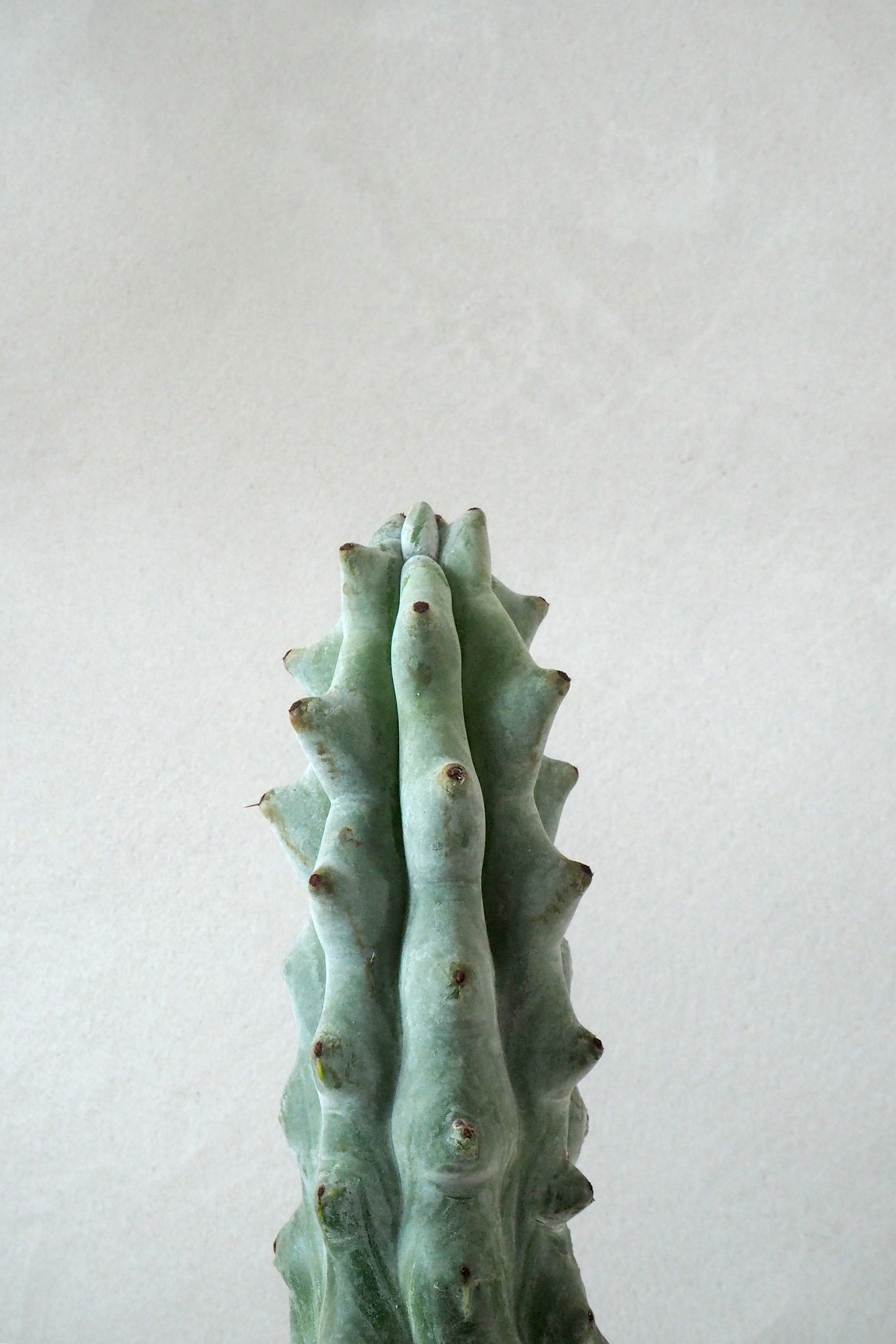 Stenocereus beneckei