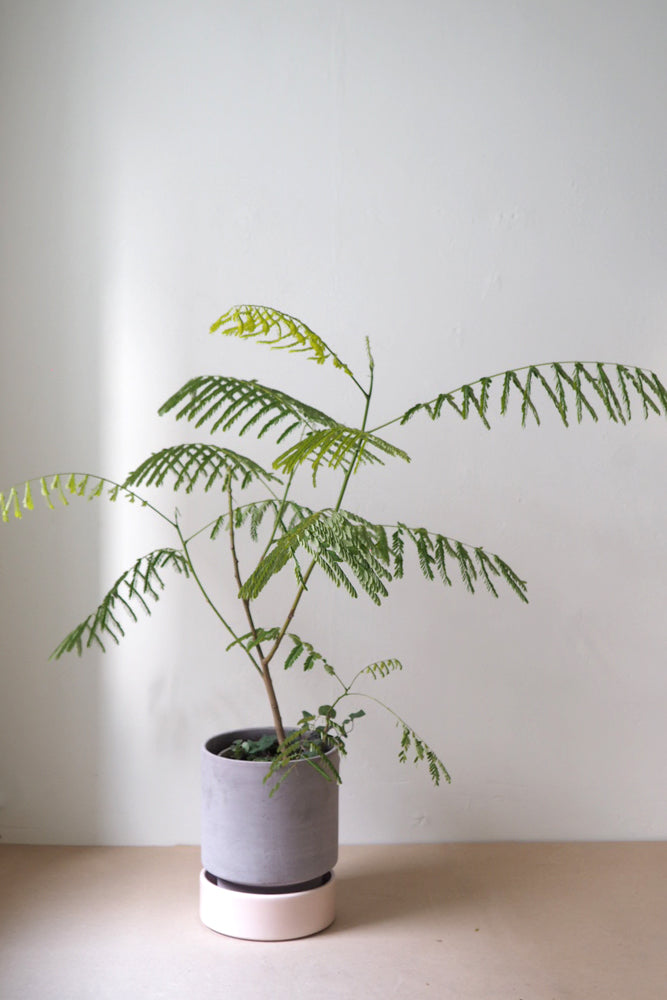 Hoff krukke, raw grey + rosa underskål