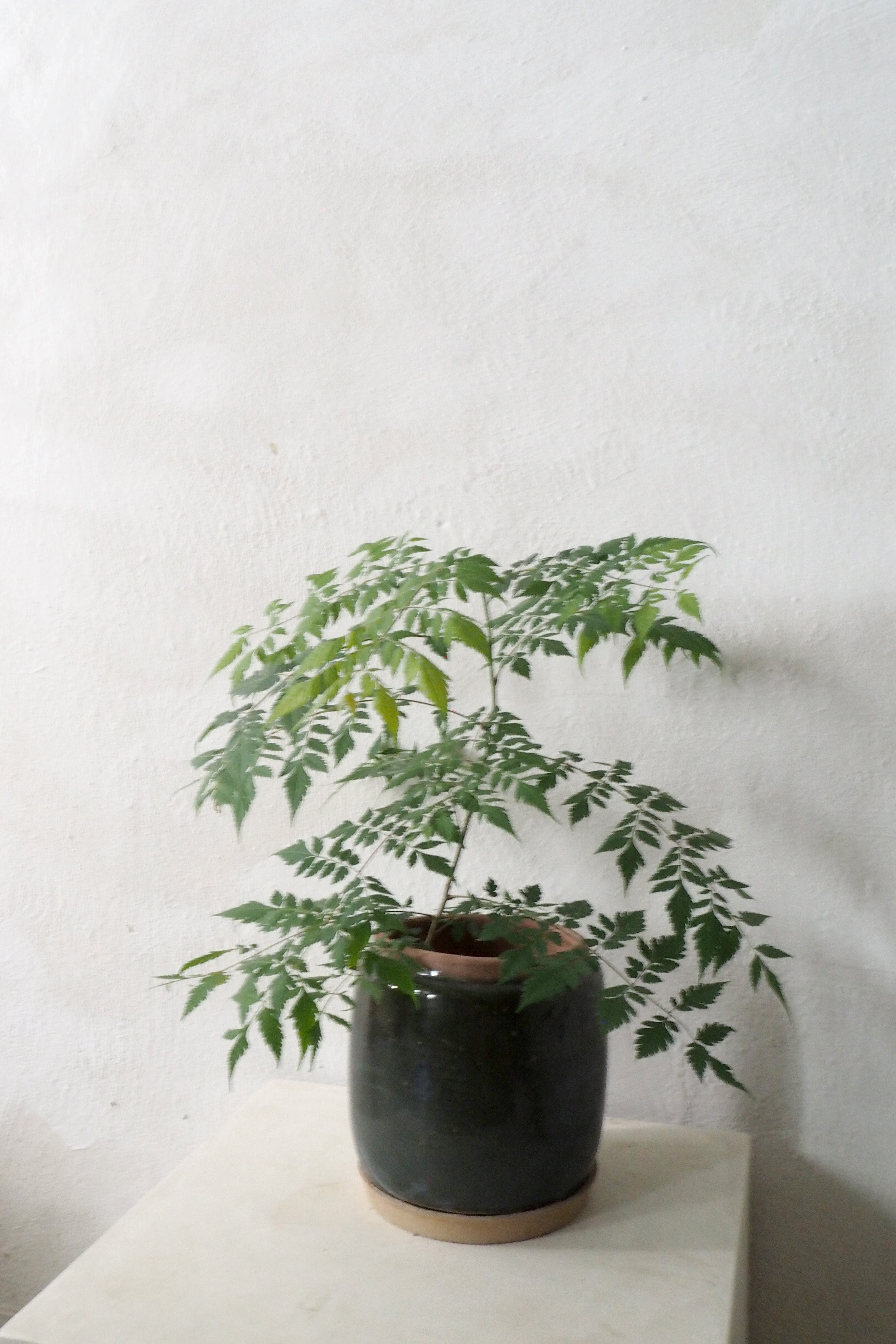 Berit krukken, Grøn ø 22 cm