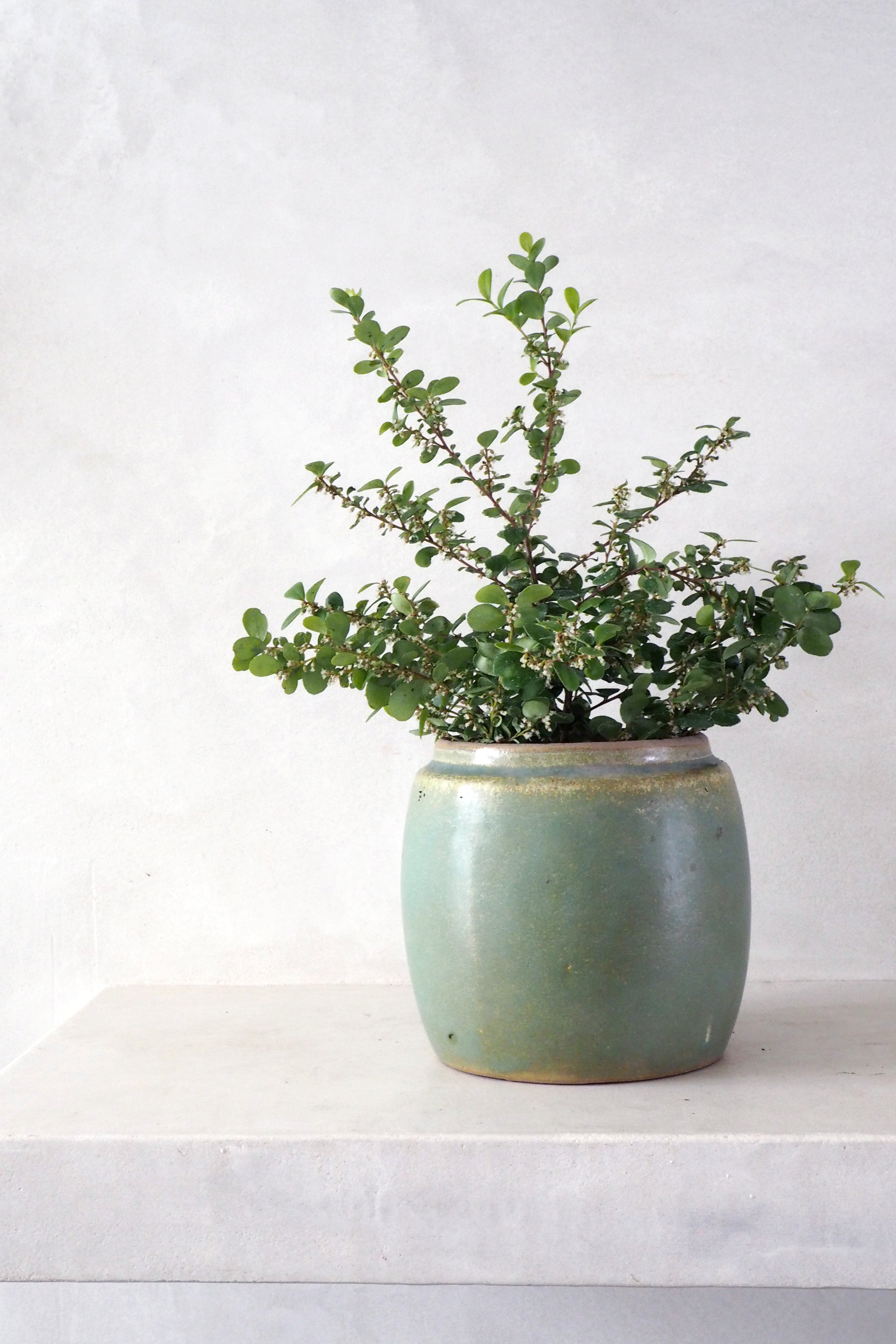 Berit, lysegrøn, ø12 cm