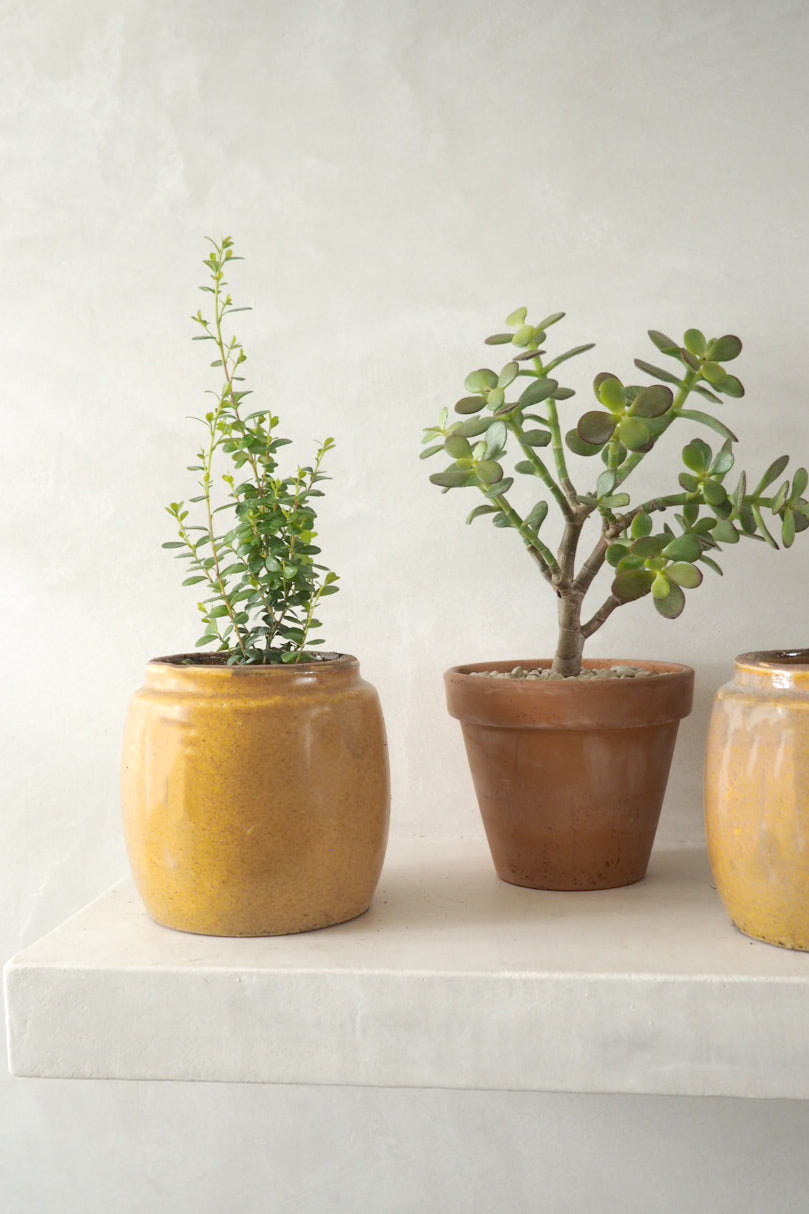 Berit, mustard ø12 cm