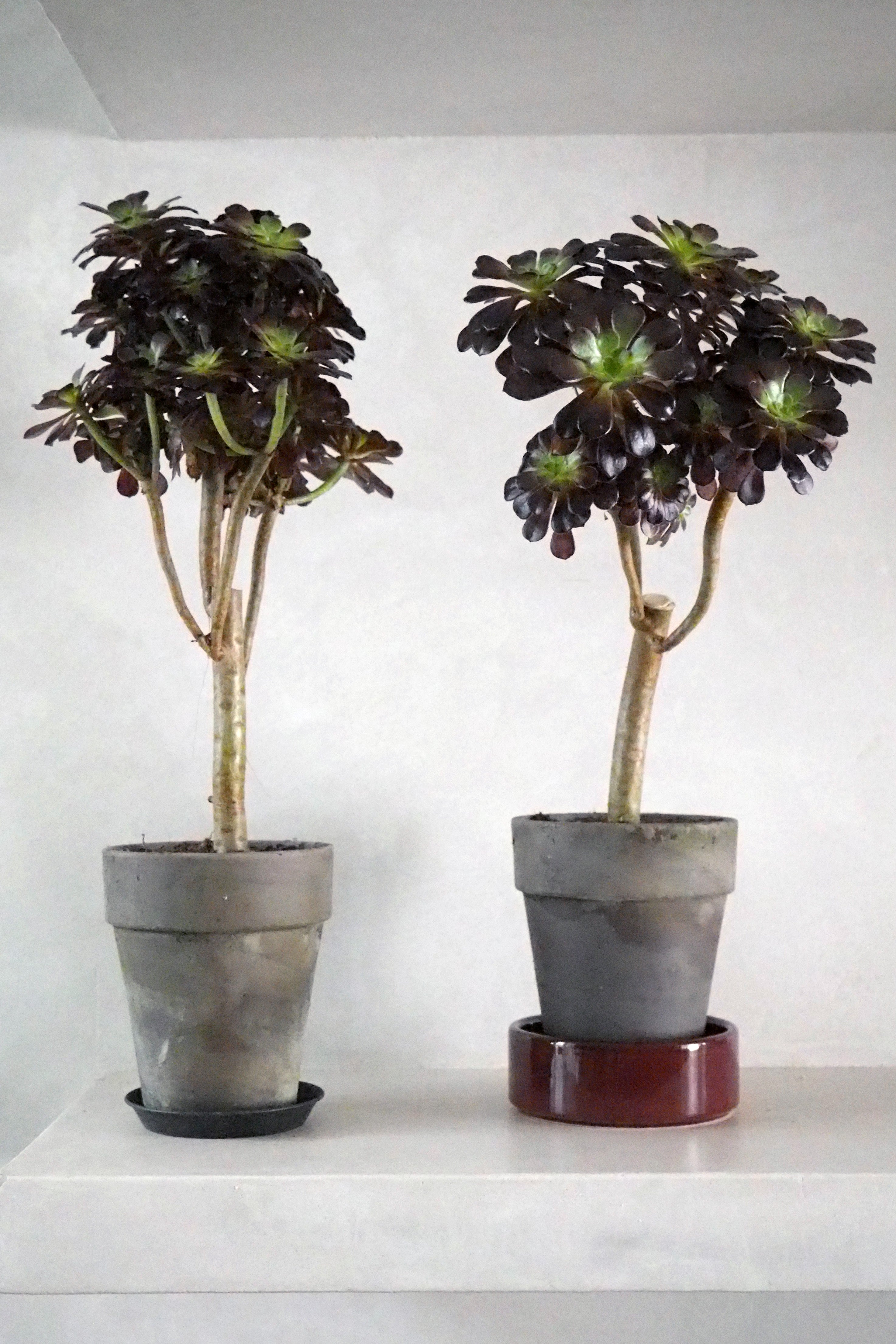 Black Rose - Aeonium, medium