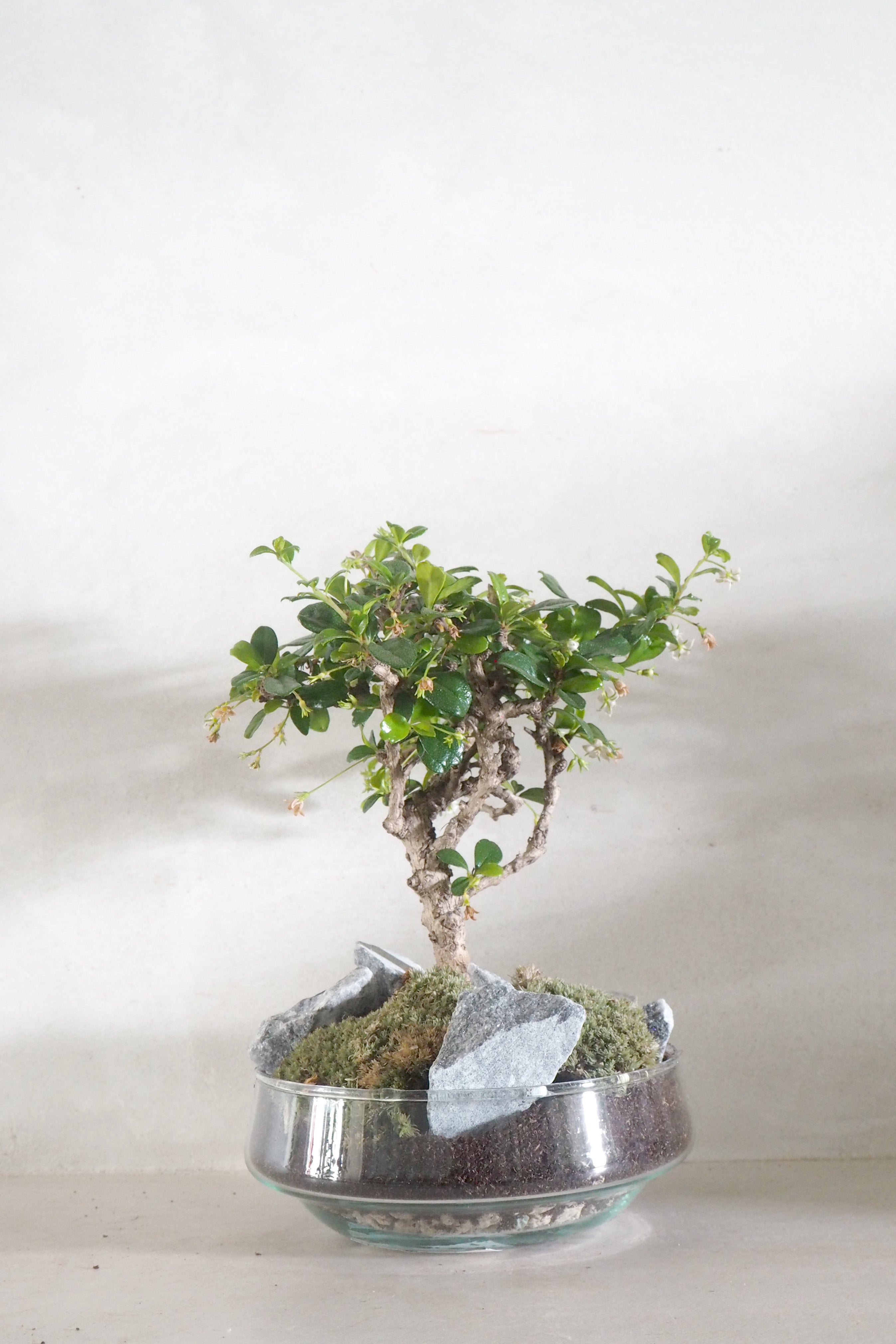 Bonsai Carmona, glasskål