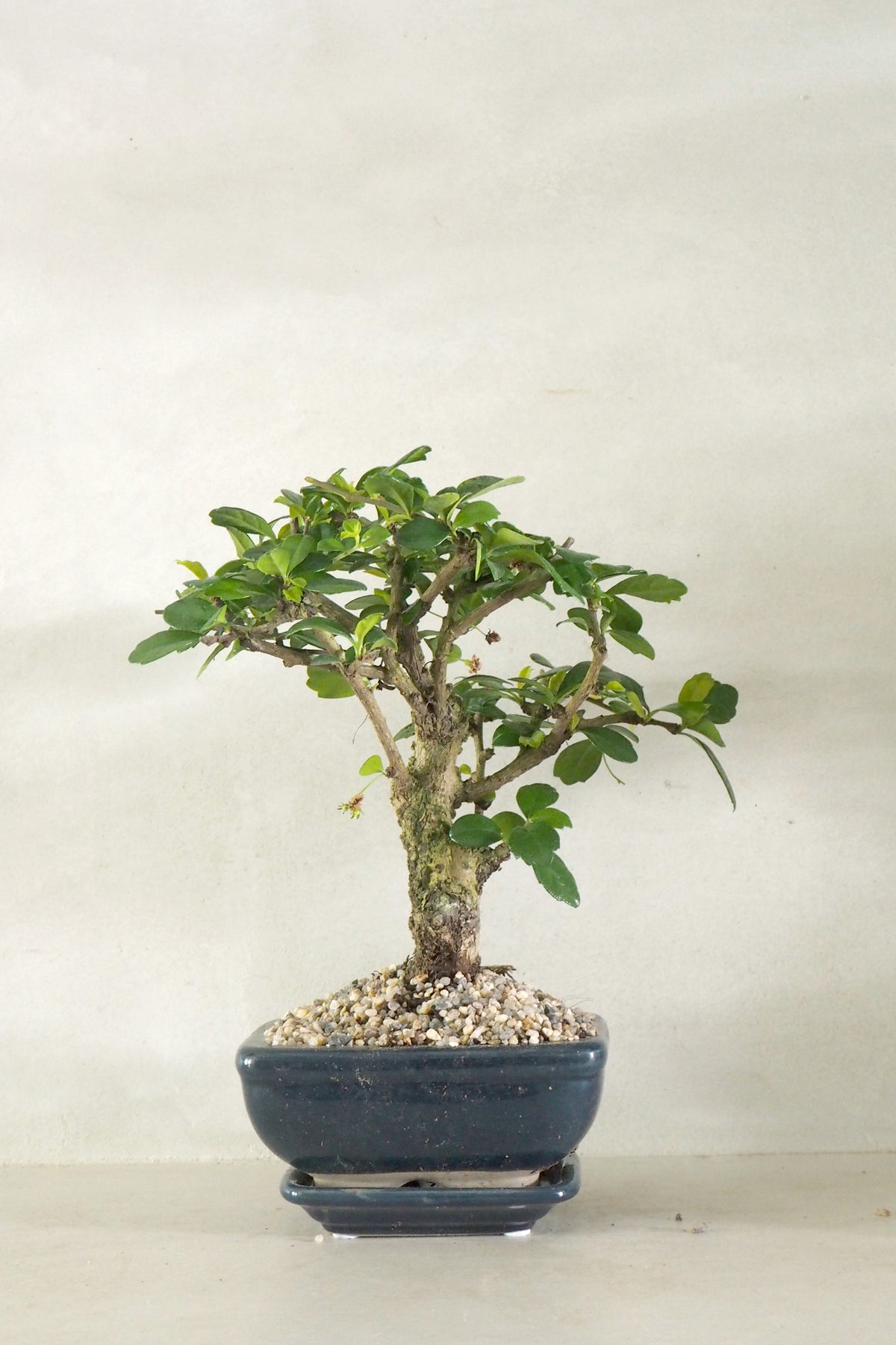 Bonsai Carmona, blå, lille