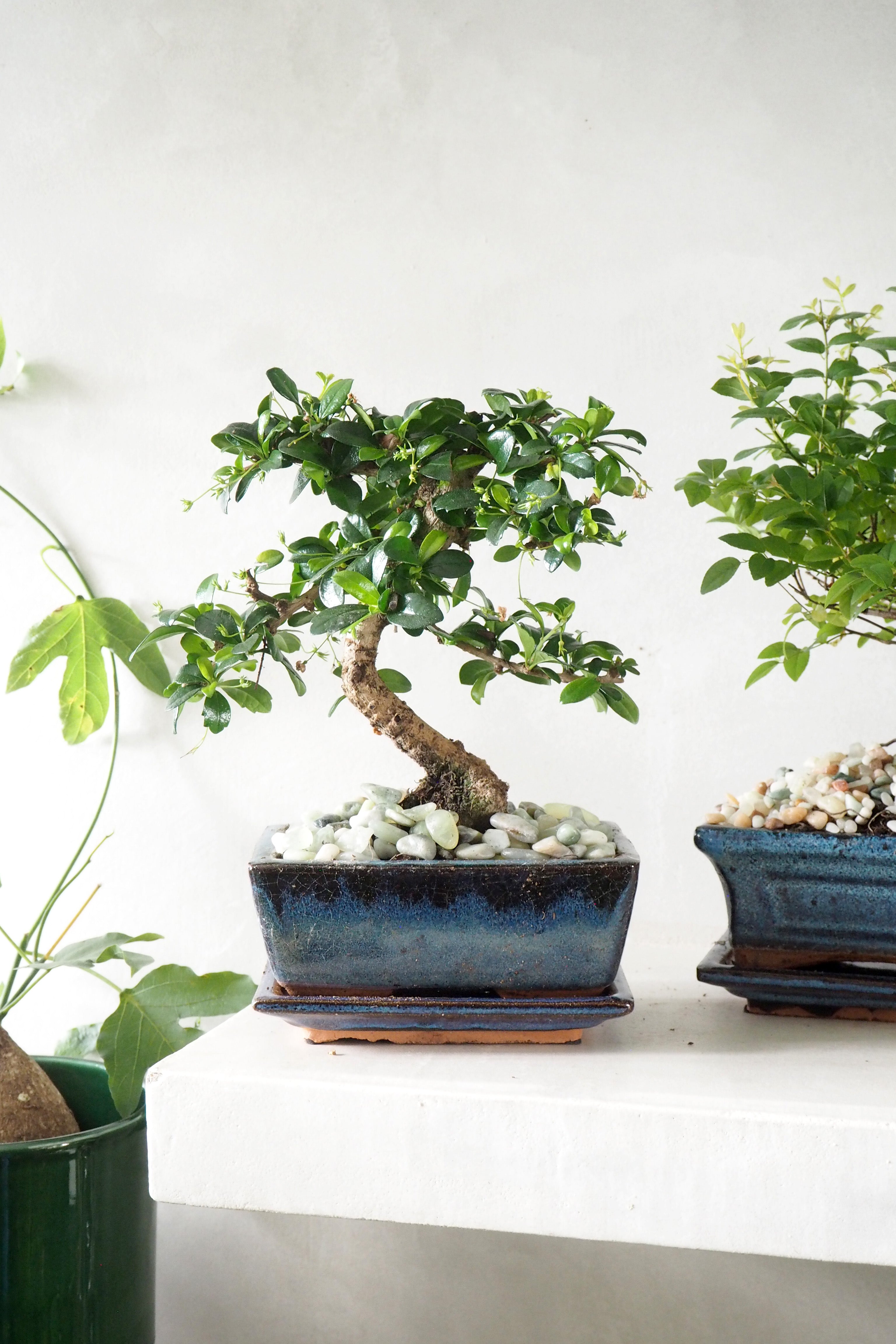 Bonsai Carmona, medium